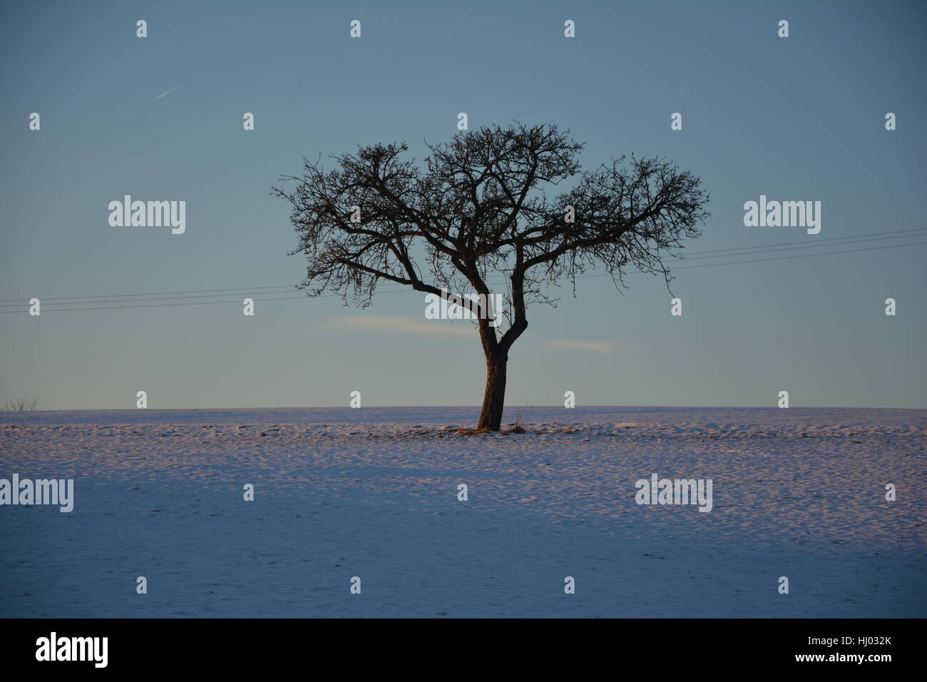 A tree in the snow with blue sky Stock Photo - Alamy