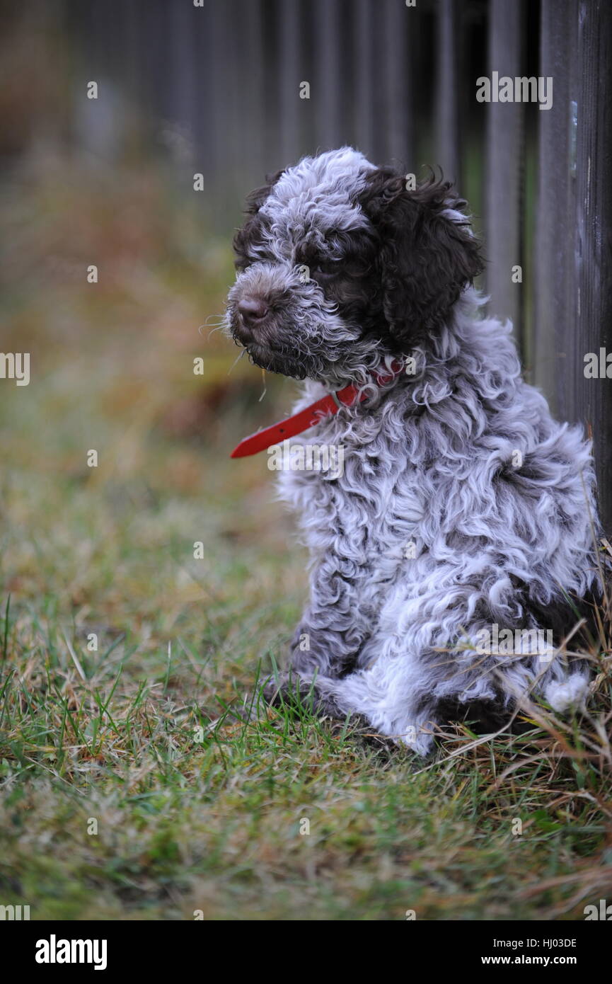 italian water dog Stock Photo - Alamy