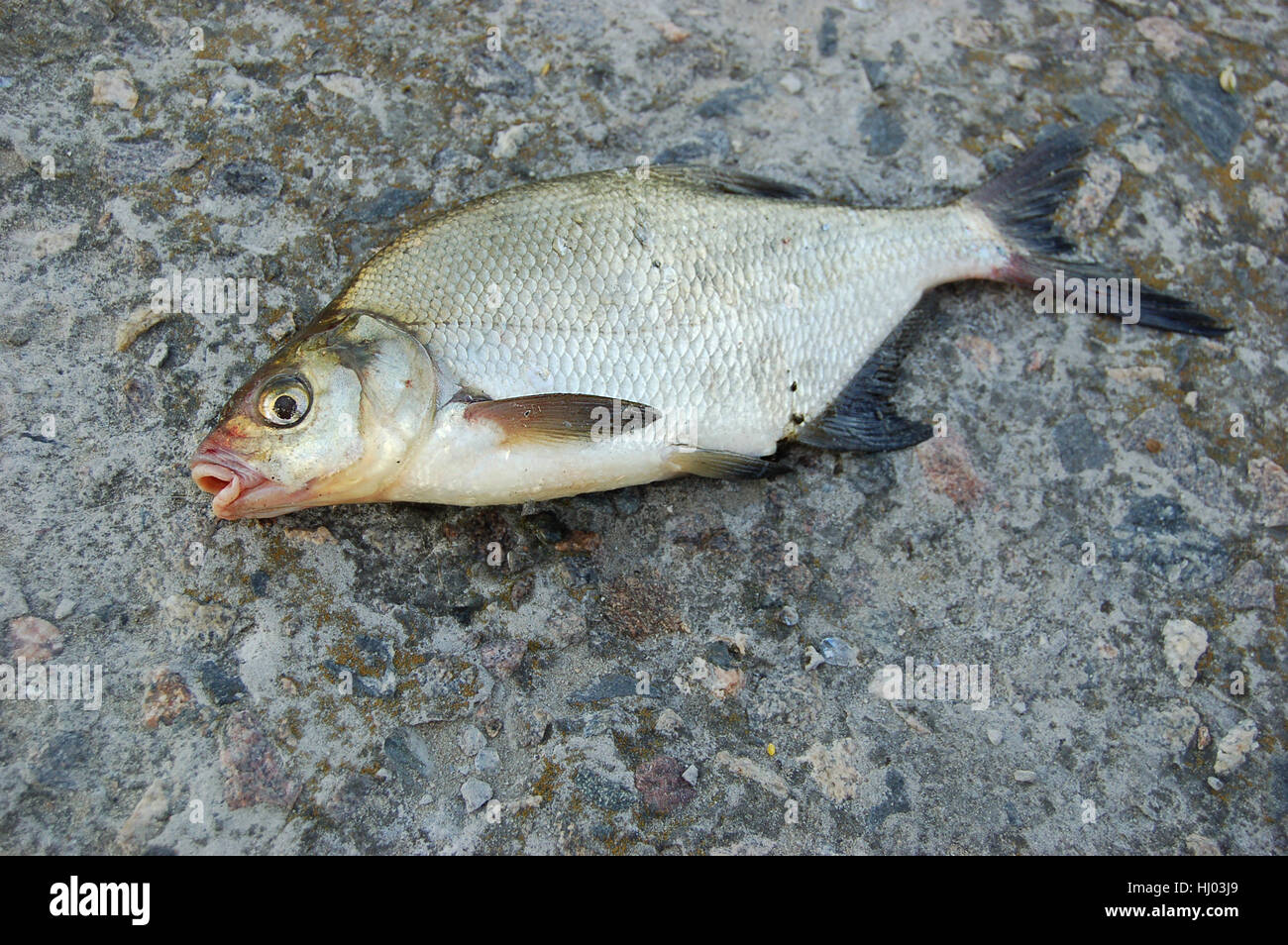 a dead fish with an open mouth Stock Photo - Alamy