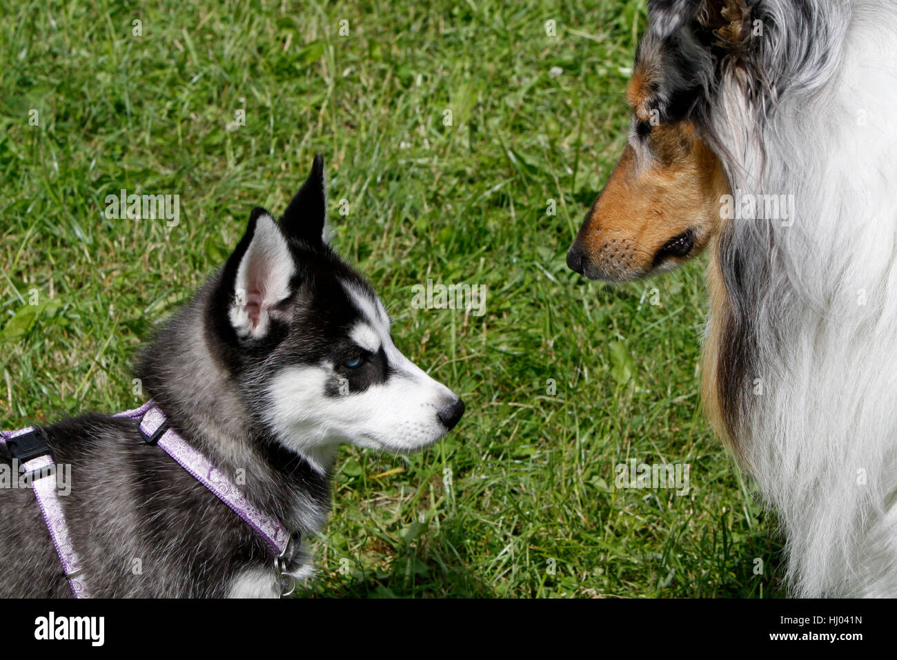 dog harness pet stock