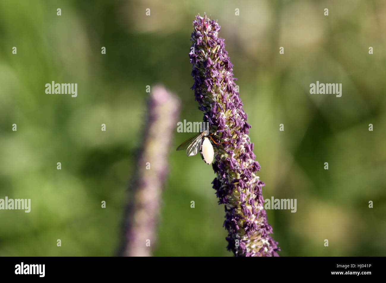 pollen, ear, insect, green, grasses, fly, pollen, ear, hayfever, anther, Stock Photo