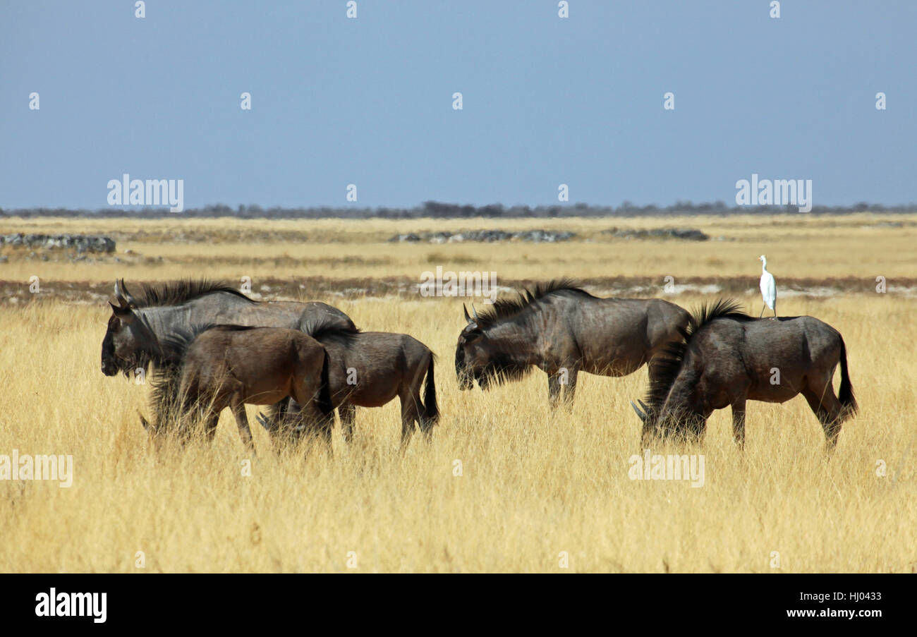 africa, namibia, safari, africa, namibia, dryness, safari, antelope, gnu, Stock Photo
