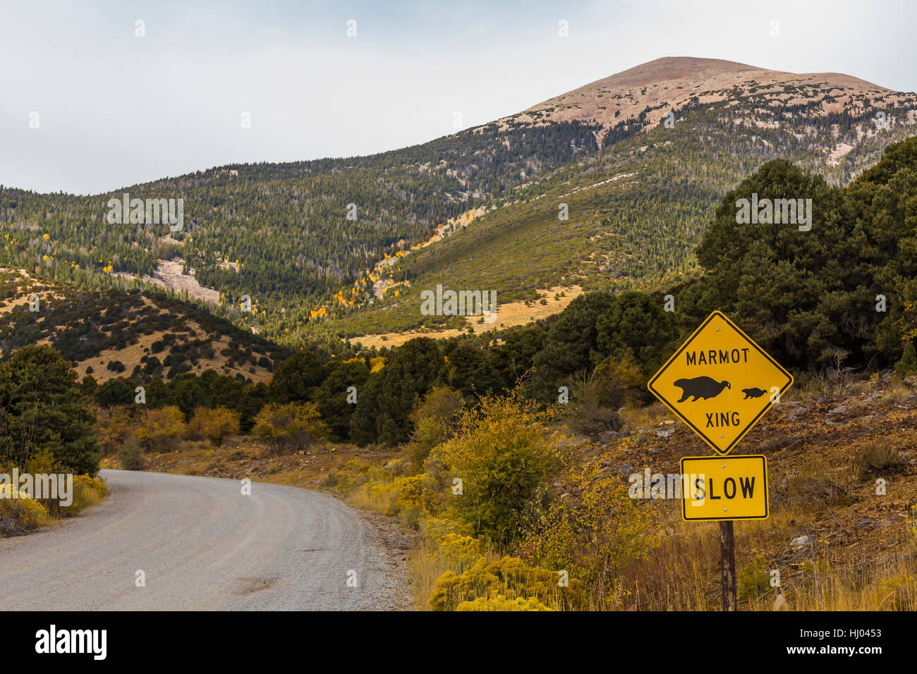 Marmot Crossing sign along road in Great Basin National Park, Nevada, USA Stock Photo