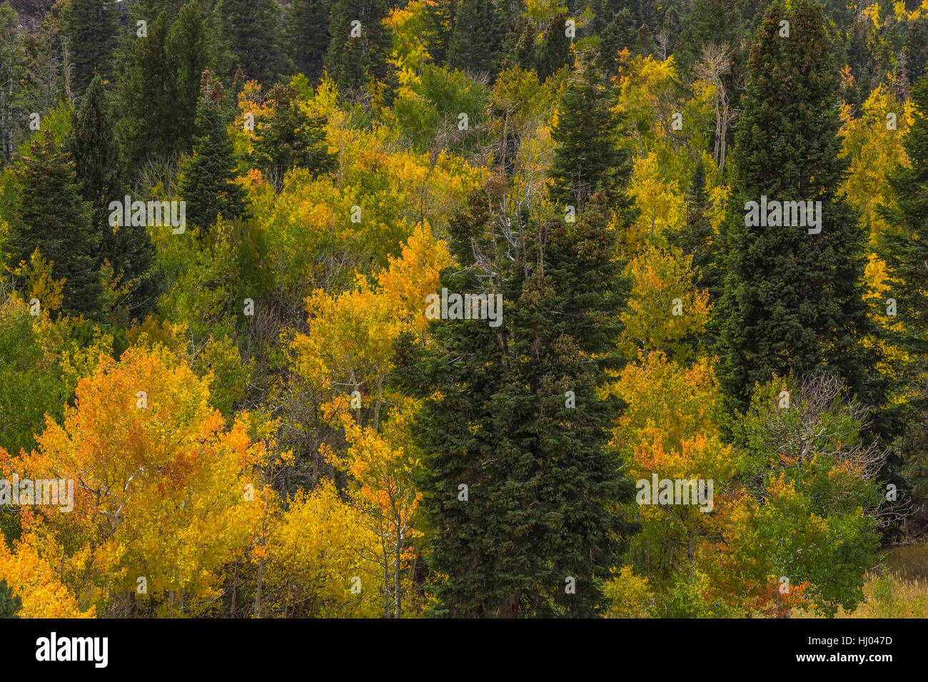 Autumn forest of White Fir, Abies concolor, and Trembling Aspen, Populus tremuloides, in Great Basin National Park, Nevada, USA Stock Photo