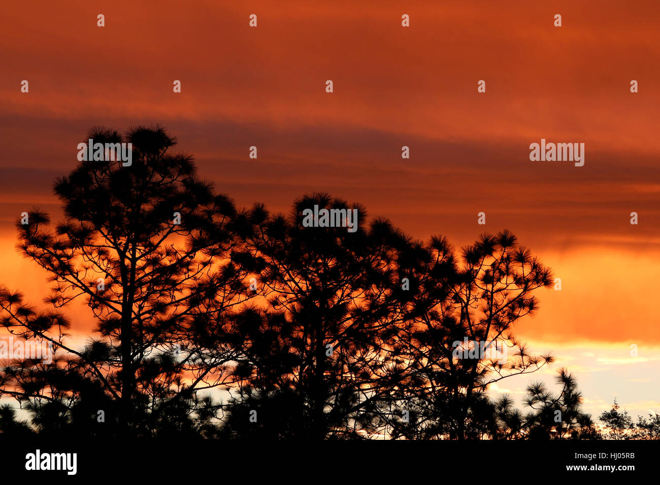 Pine trees at sunrise Stock Photo