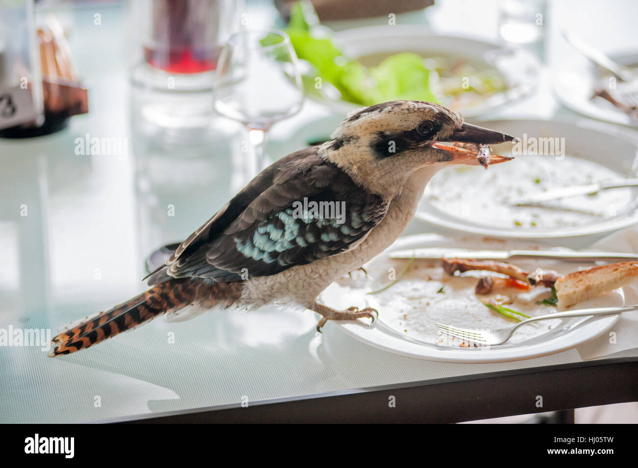 Blue-Winged Kookaburra on restaurant table eating scraps, New South Wales, Australia Stock Photo