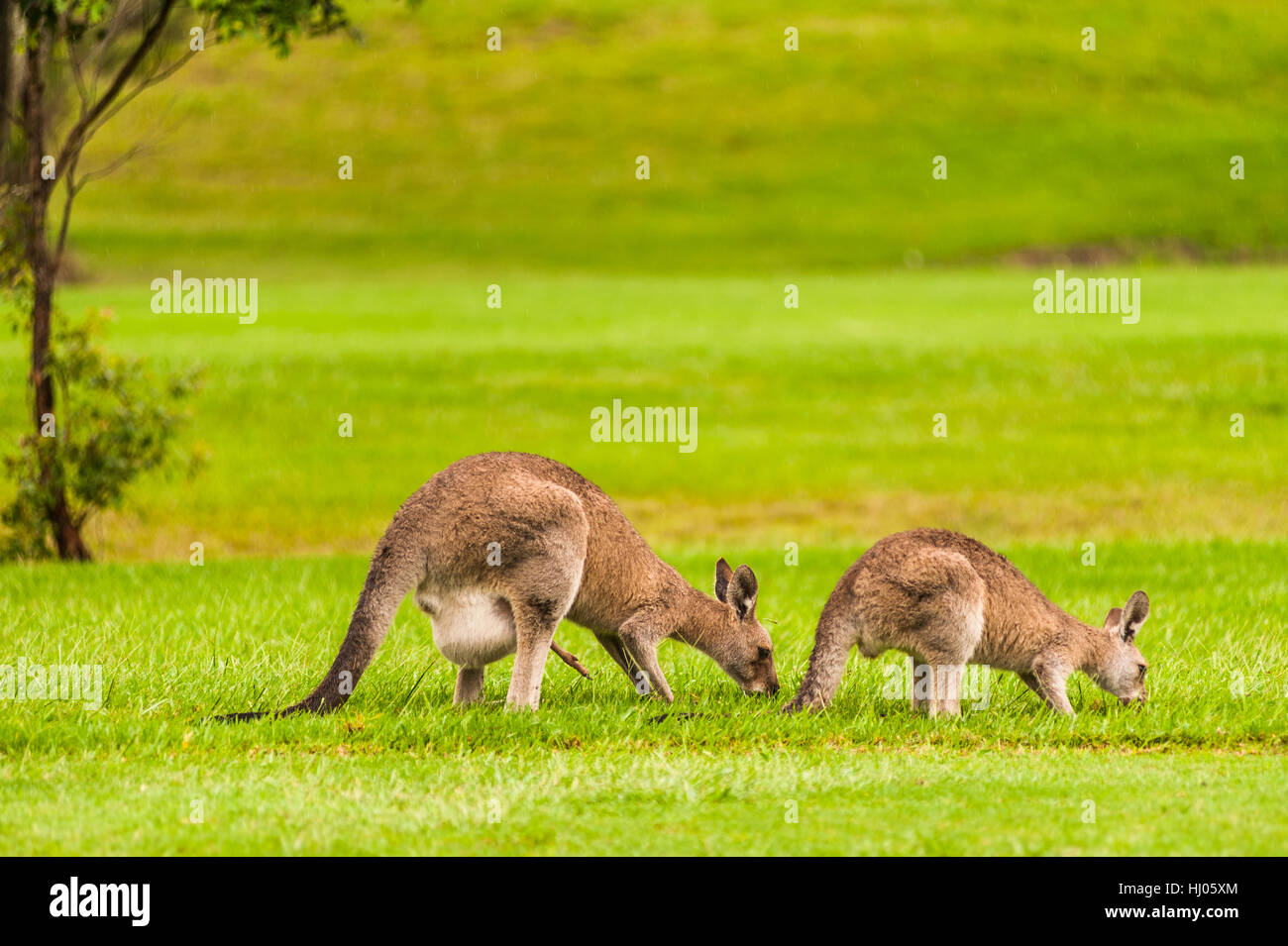 A pair of kangaroo does grazing in a meadow in New South Wales, Australia Stock Photo
