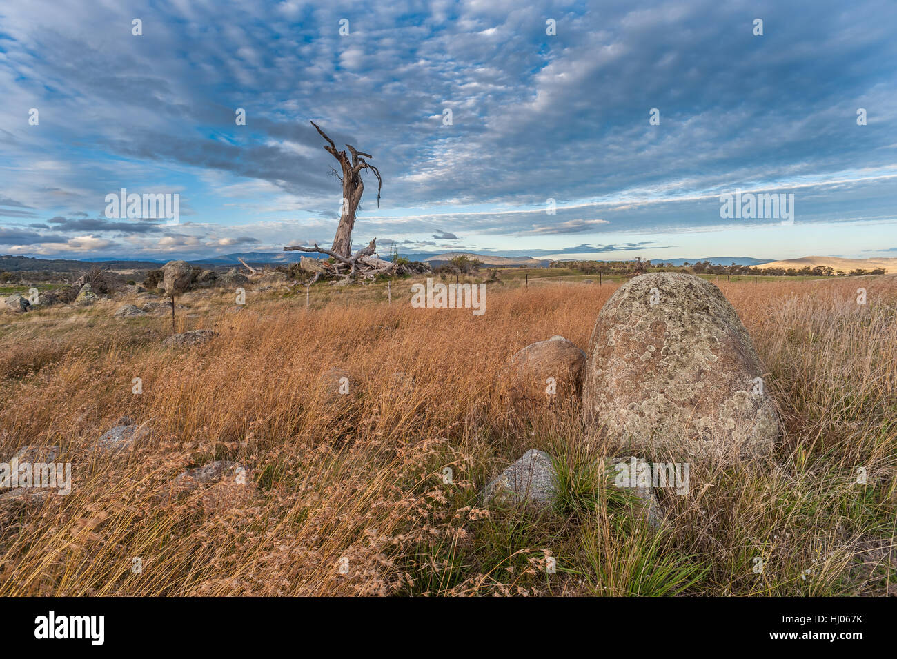 Dead tree in arid Australian tundra Stock Photo - Alamy