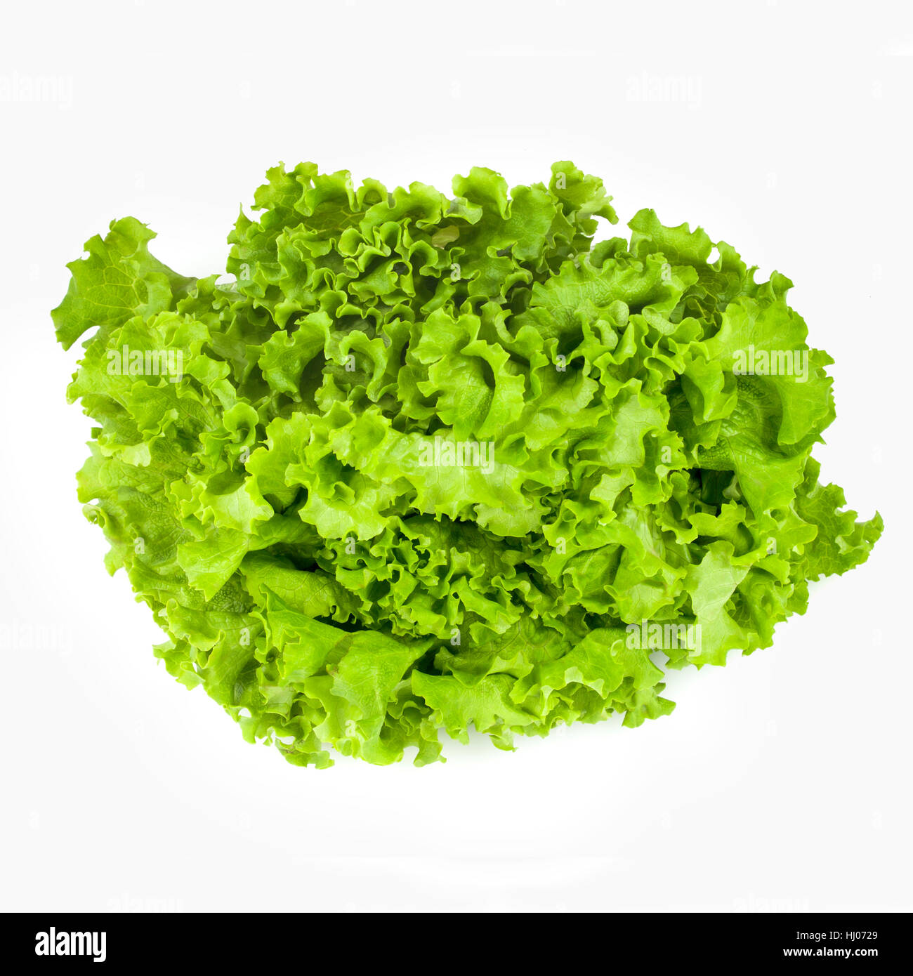 Green Leaf Lettuce Stock Photo Alamy