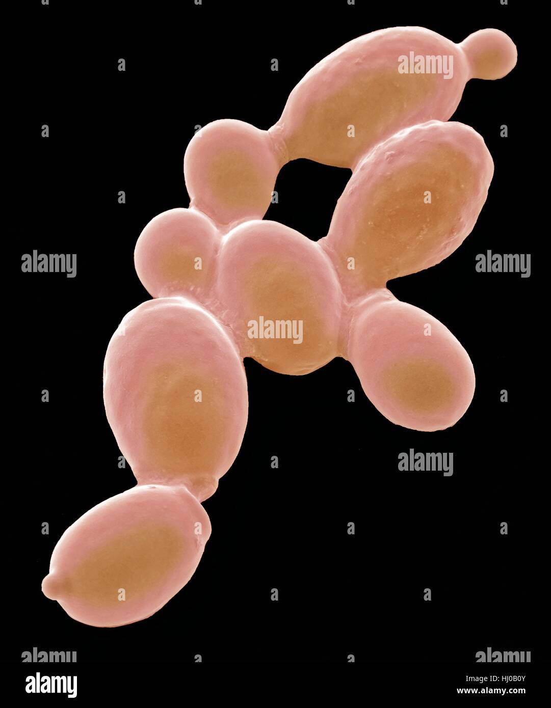 Yeast cells. Coloured scanning electron micrograph (SEM) of cells of yeast (Candida sp.) from caterpillar faeces. This fungus consists of single vegetative cells. Small daughter cells can be seen budding off from the larger cells. Once they have reached their full size, the daughter cells will be indistinguishable from the mother cells. In the gut candida aids digestion and nutrient absorption. Magnification: x 4000 when printed at 10cm wide. Stock Photo