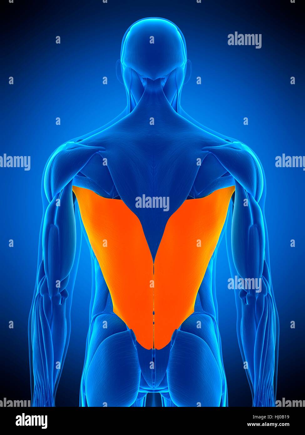 Illustration of the latissimus dorsi muscle Stock Photo Alamy