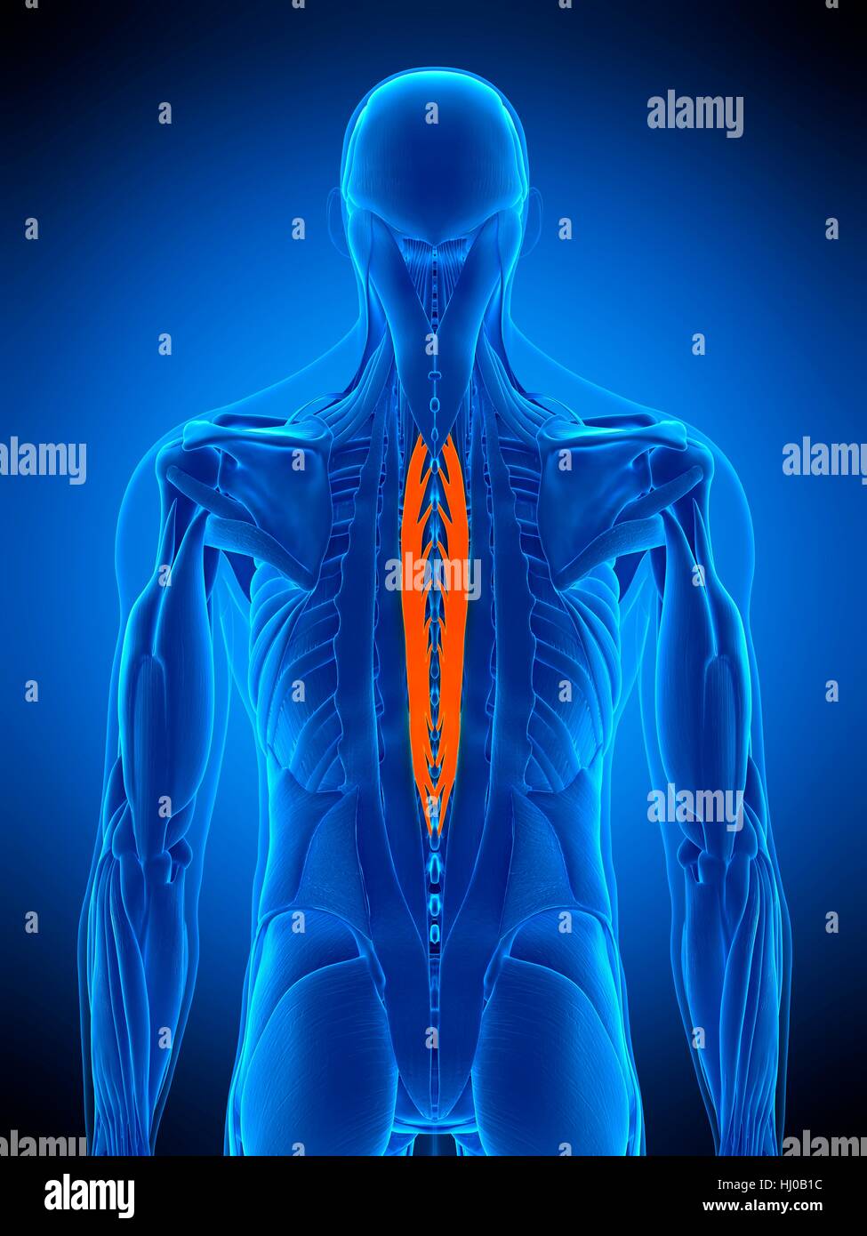 Illustration of the spinalis thoracic muscle. Stock Photo