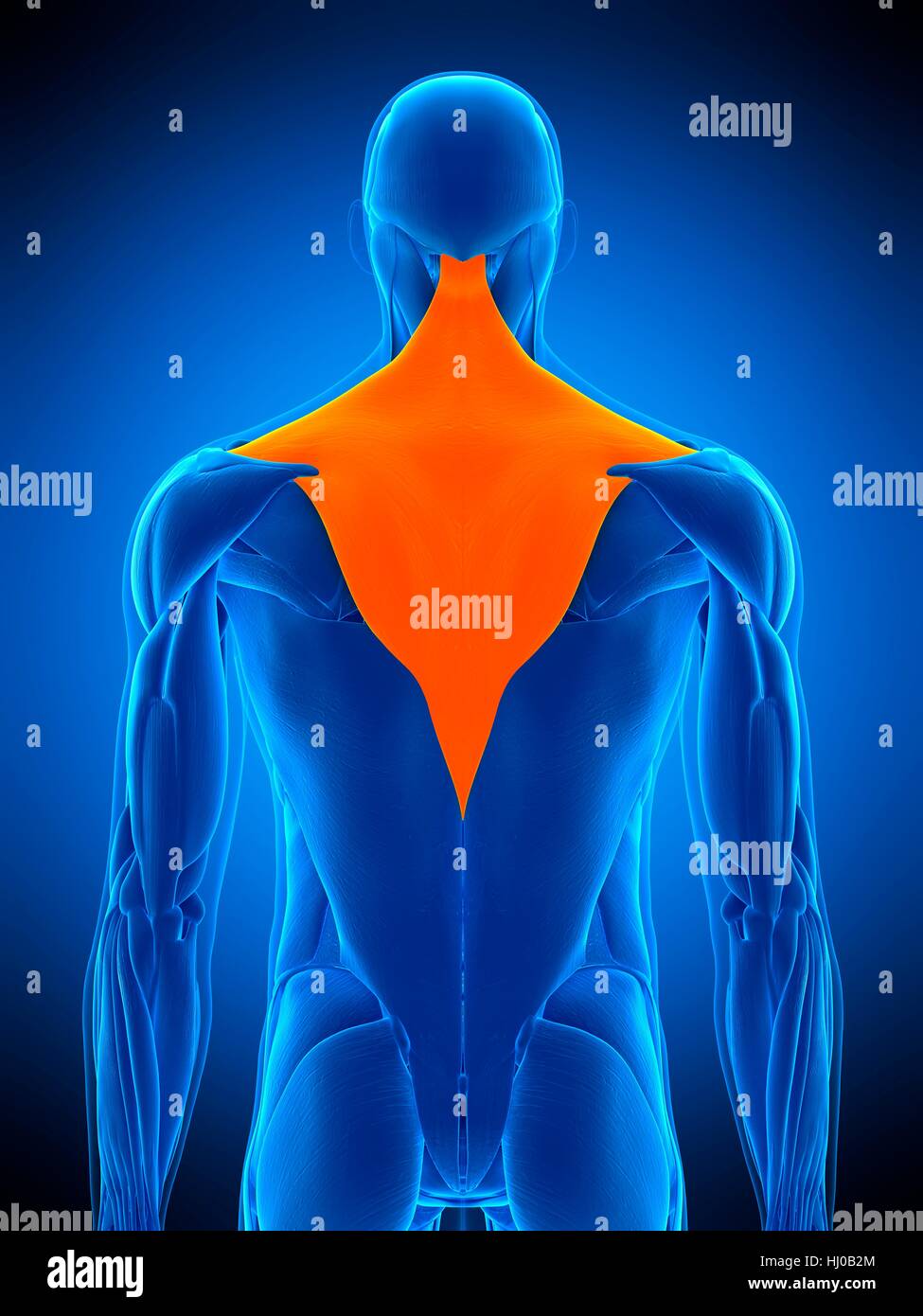 Illustration of the trapezius muscle. Stock Photo