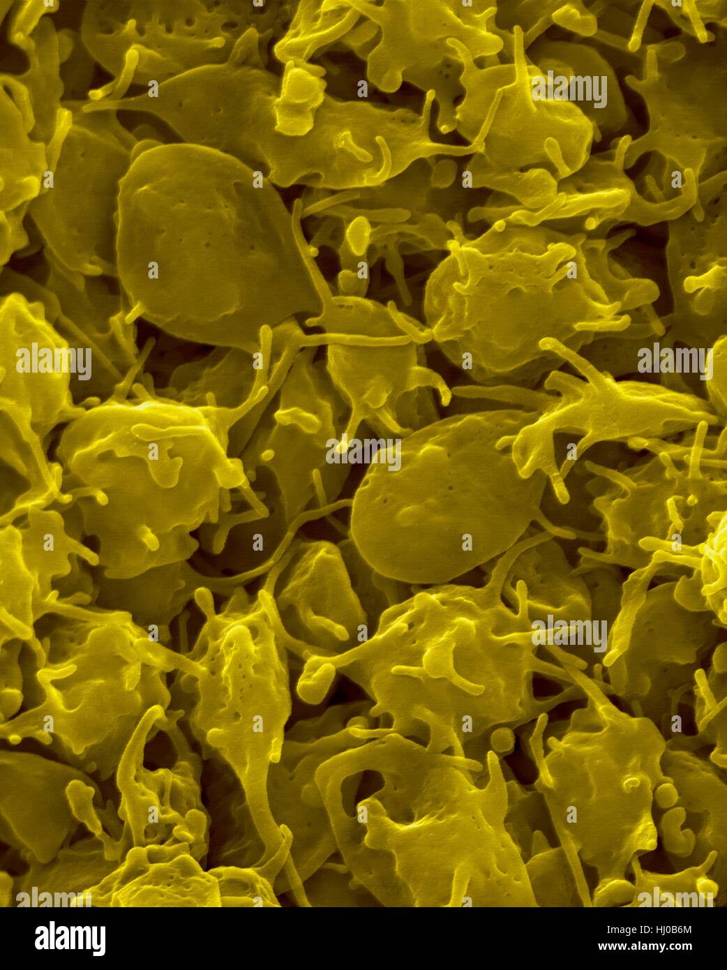 Activated platelets channels of open canalicular system (OCS),coloured scanning electron micrograph (SEM).Platelets are blood cell fragments that play essential role in blood clotting wound repair,and can also activate certain immune responses.They are formed in red bone marrow,lungs,and spleen by Stock Photo