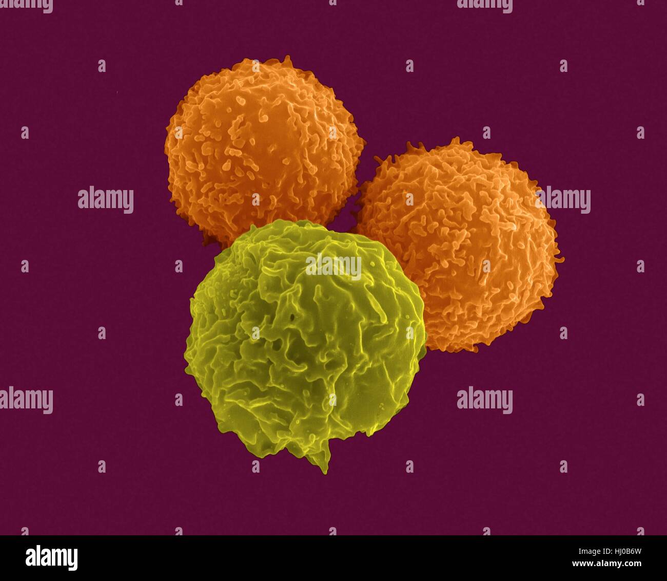 T lymphocytes (pre-T cells) granulocyte (neutrophil),coloured scanning electron micrograph (SEM).Lymphocytes are involved in specific immune response are composed mainly of precursor T cells (pre-T cells) B cells.Pre-T cells B cells are subsets of lymphocytes that originate in red bone marrow from Stock Photo