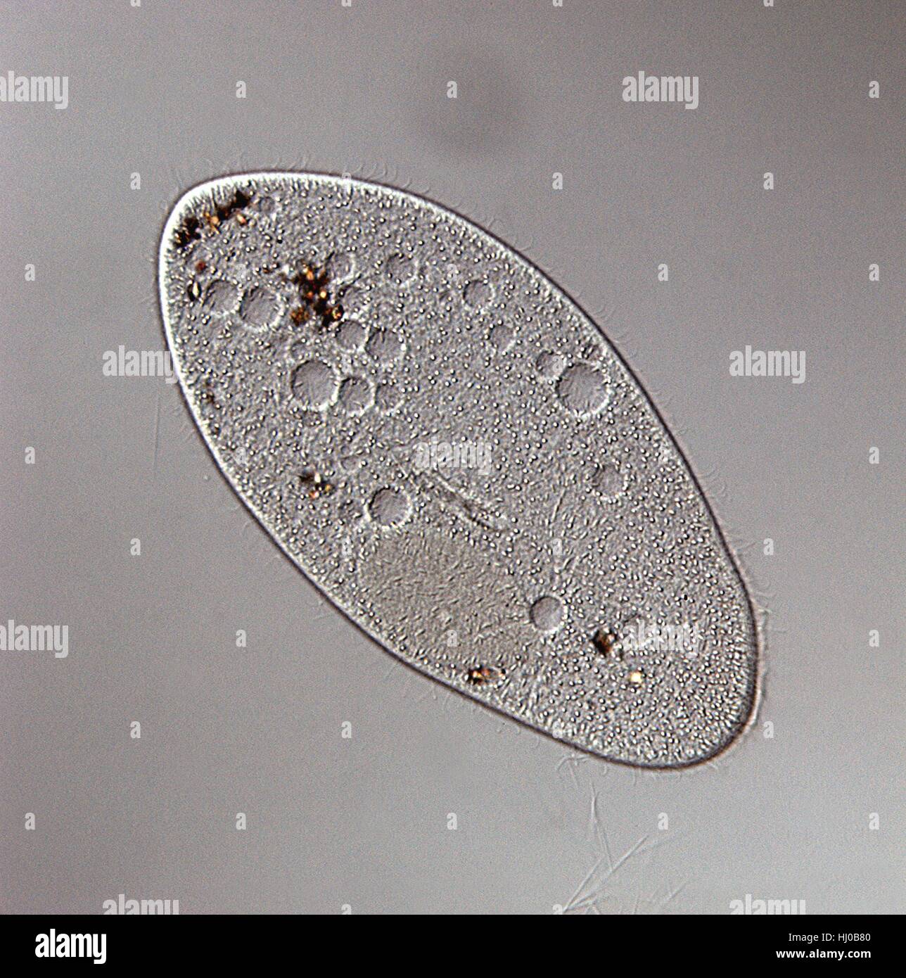 DIC light micrograph of Paramecium.(Paramecium multimicronuleatum),a ciliate protozoan,with oral groove,food vacuoles,nucleus (left edge) cilia.Paramecium are found mainly in stagnant ponds,feeding on bacteria plant particles.They have permanent mouth called oral grove.Food taken in through oral Stock Photo