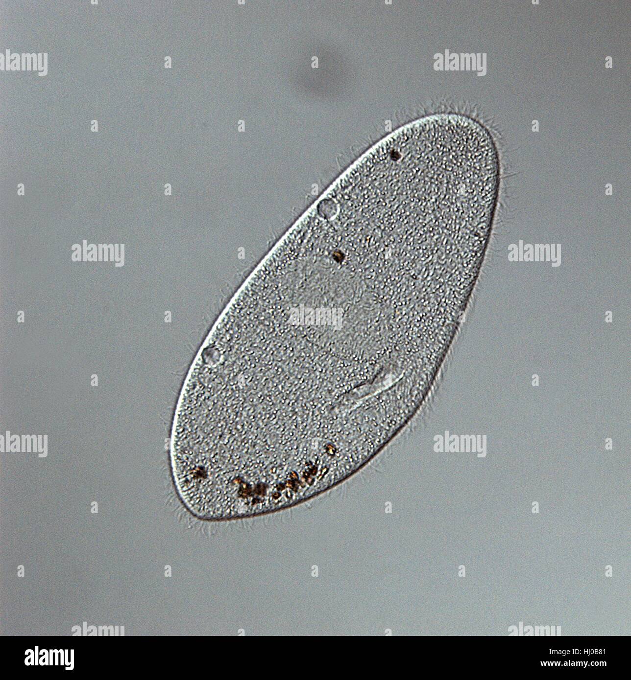 Phase contrast light micrograph of Paramecium.(Paramecium multimicronuleatum),a ciliate protozoan,with oral groove (right side of cell),no food vacuoles,two contractile vacuoles (left side of cell; no radiating channels),nucleus (centre) cilia.Paramecium are found mainly in stagnant ponds,feeding Stock Photo