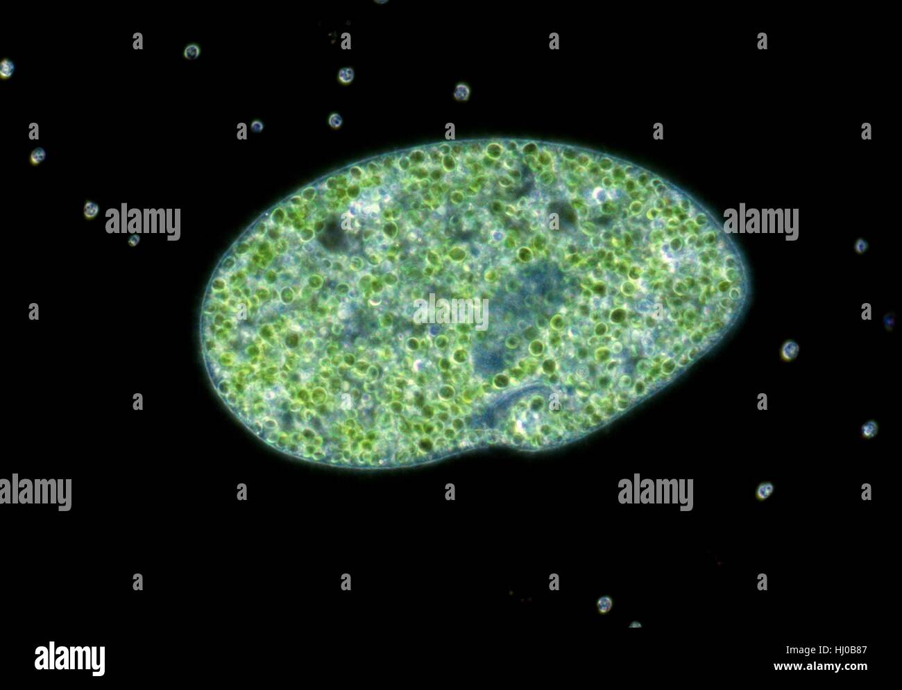 Darkfield light micrograph of Paramecium bursaria,a ciliate protozoan,that contains endosymbiotic green algae (Chlorella sp.).Paramecium are found mainly in stagnant ponds,feeding on bacteria plant particles.They have permanent mouth called oral grove.Food taken in through oral groove is digested Stock Photo