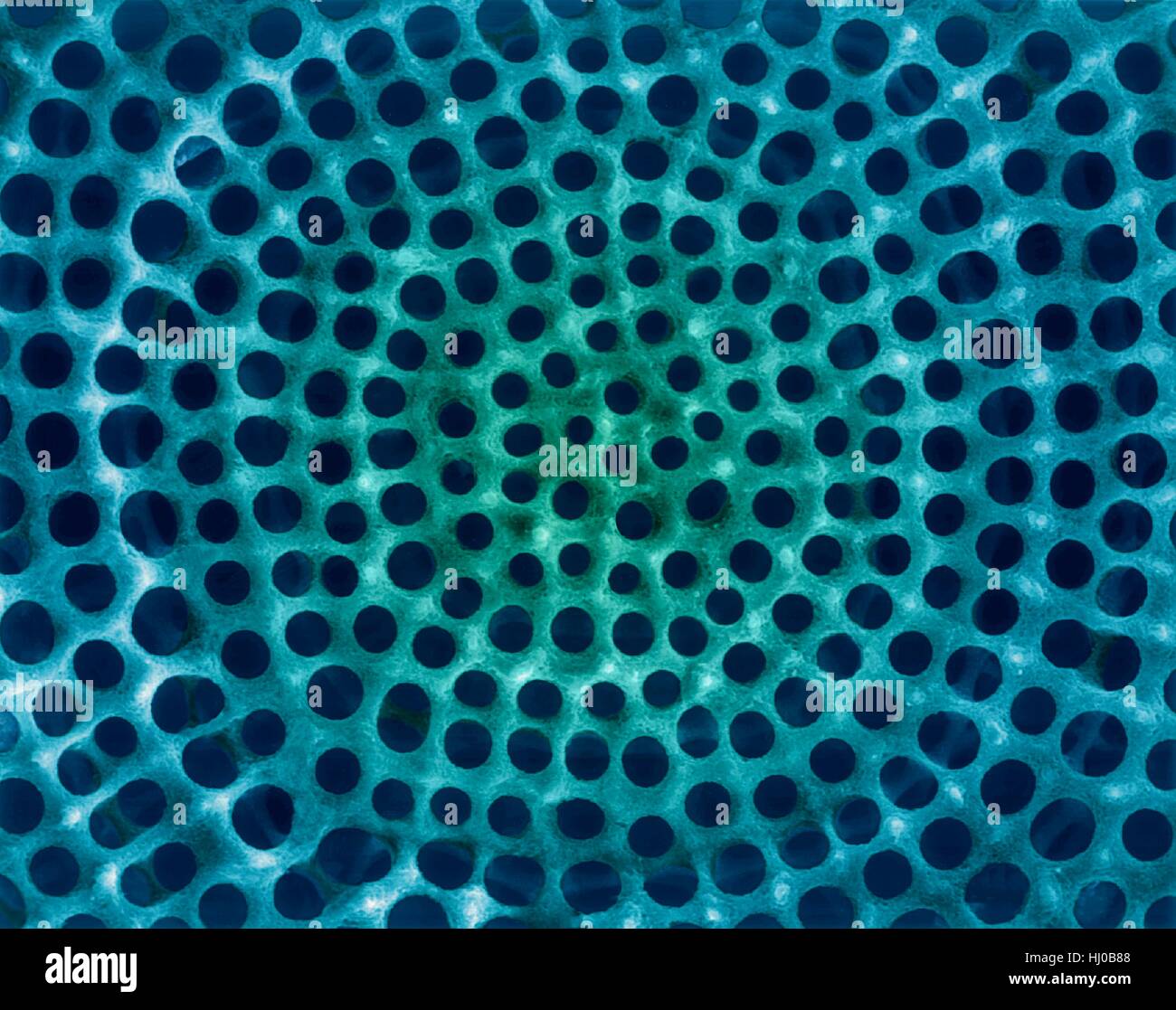 Radiolarian test (marine),coloured scanning electron micrograph (SEM).The hard skeleton surface is composed of silica or strontium sulphate.The Radiolaria (also called Radiozoa) are protozoa that produce intricate mineral skeletons.They are found as zooplankton throughout ocean their skeletal Stock Photo