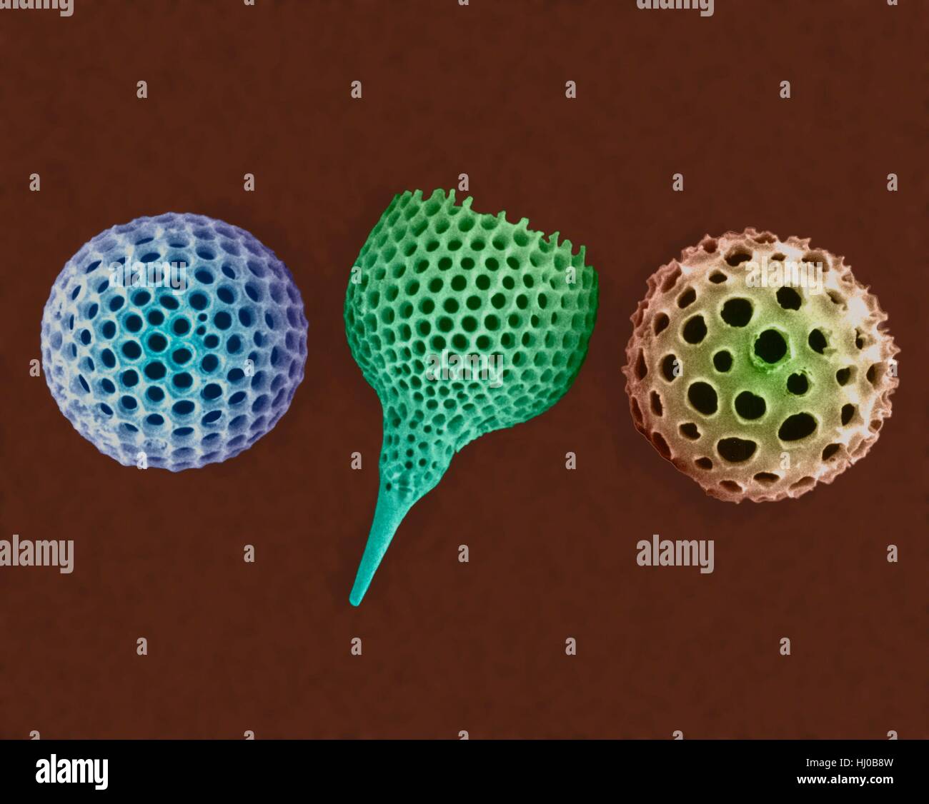 Radiolarian tests (salt water),coloured scanning electron micrograph (SEM).The hard skeletons are composed of silica or strontium sulphate.The Radiolaria (also called Radiozoa) are protozoa that produce intricate mineral skeletons.They are found as zooplankton throughout ocean their skeletal Stock Photo