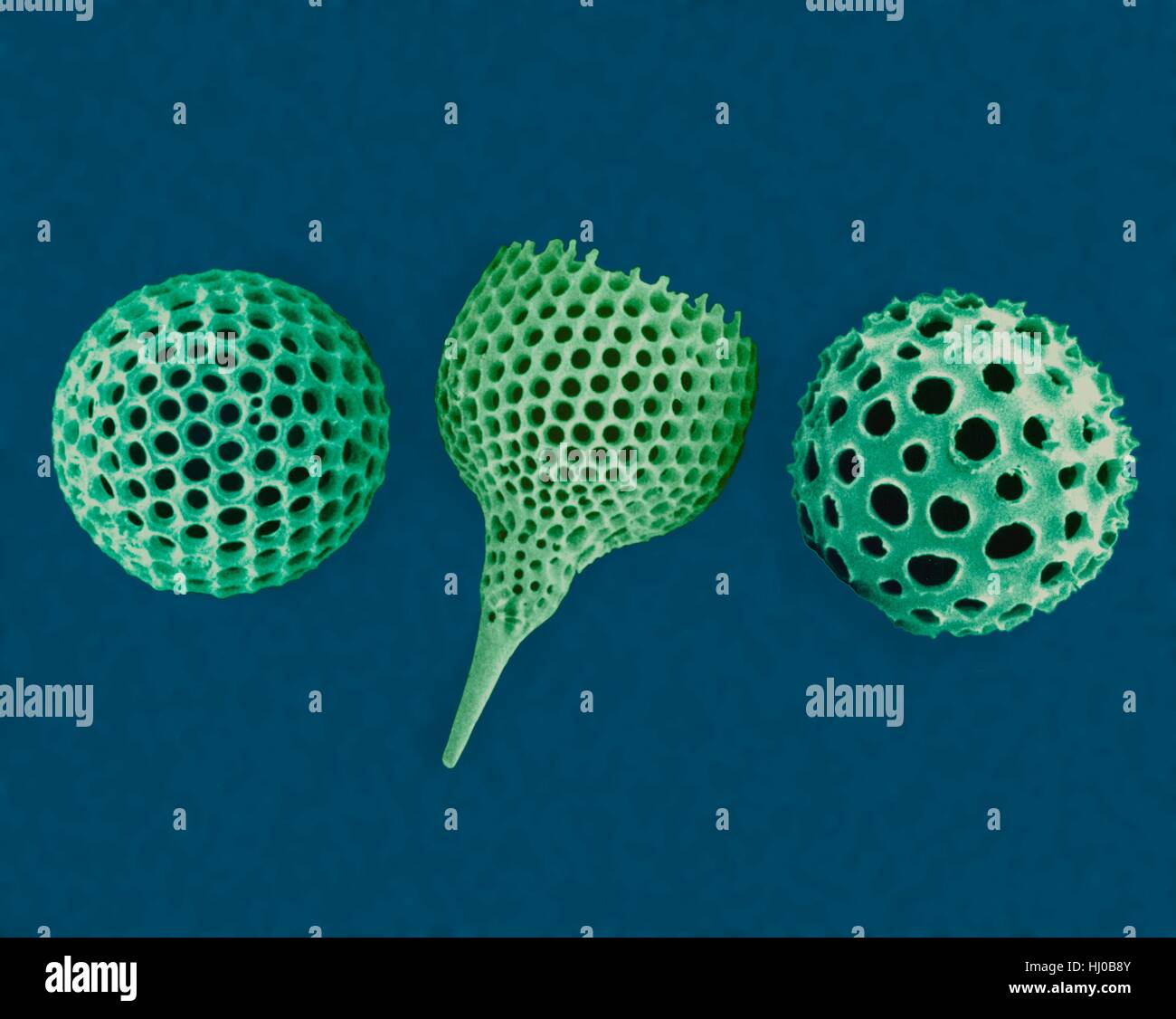 Radiolarian tests (salt water),coloured scanning electron micrograph (SEM).The hard skeletons are composed of silica or strontium sulphate.The Radiolaria (also called Radiozoa) are protozoa that produce intricate mineral skeletons.They are found as zooplankton throughout ocean their skeletal Stock Photo