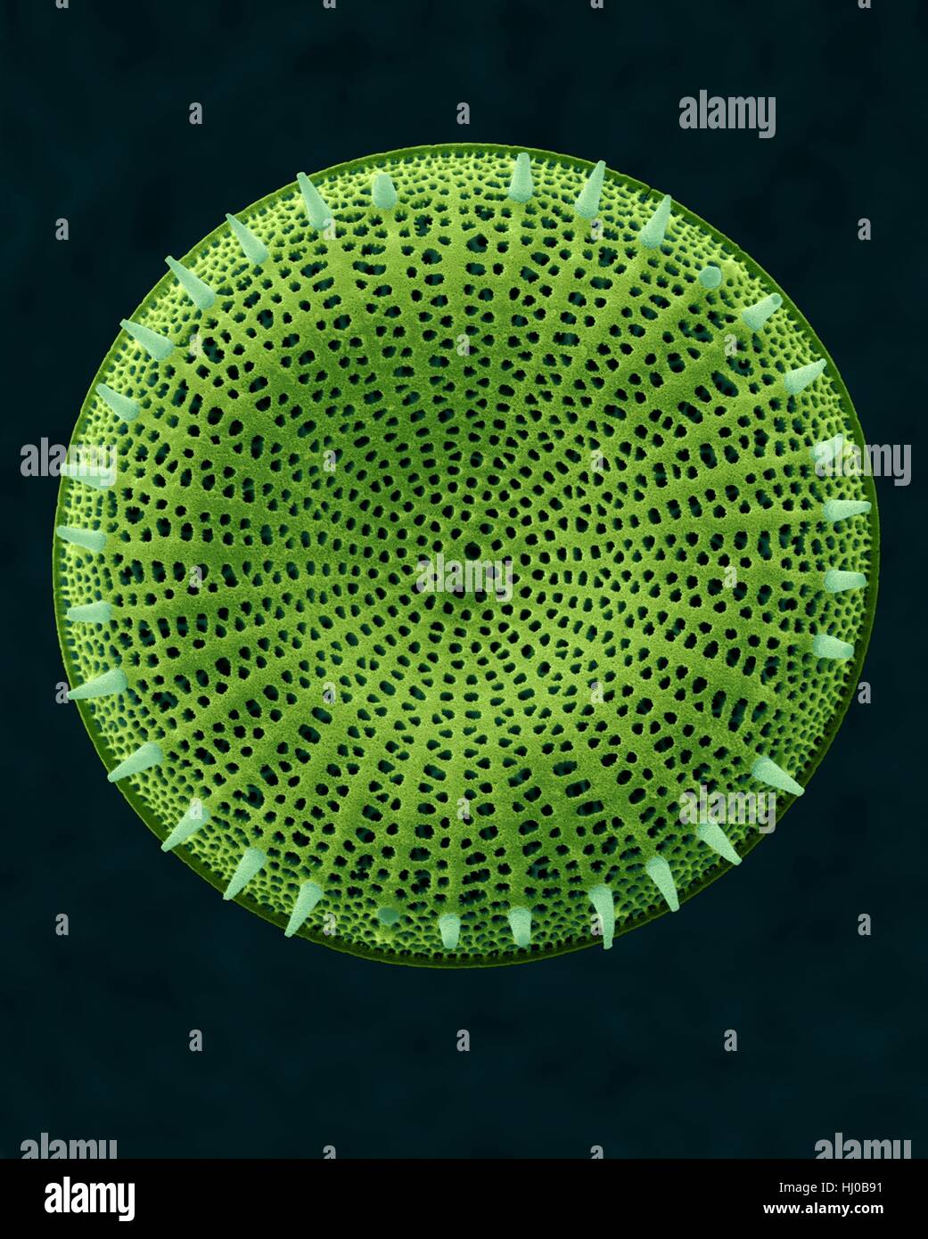Coloured scanning electron micrograph (SEM) of centric fossil diatom frustule (Stephanodiscus sp.).This fresh water diatom frustule came from deposits found at Kalamath Falls,Oregon.This freshwater centric diatom is found in fresh water streams,ponds lakes.Diatoms are type of algae Stock Photo