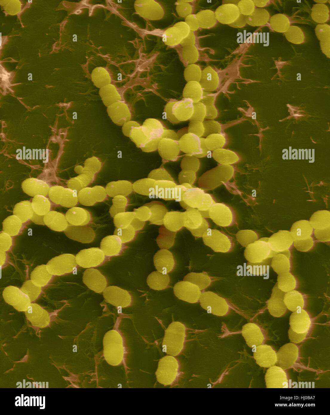 Coloured scanning electron micrograph (SEM) of Streptococcus thermophilus,Gram-positive,coccoid prokaryote (bacterium).Streptococcus thermophilus (also known as: Streptococcus salivarius subsp.thermophilus) is facultative anaerobe that belongs to group of lactic acid bacteria that convert lactose Stock Photo