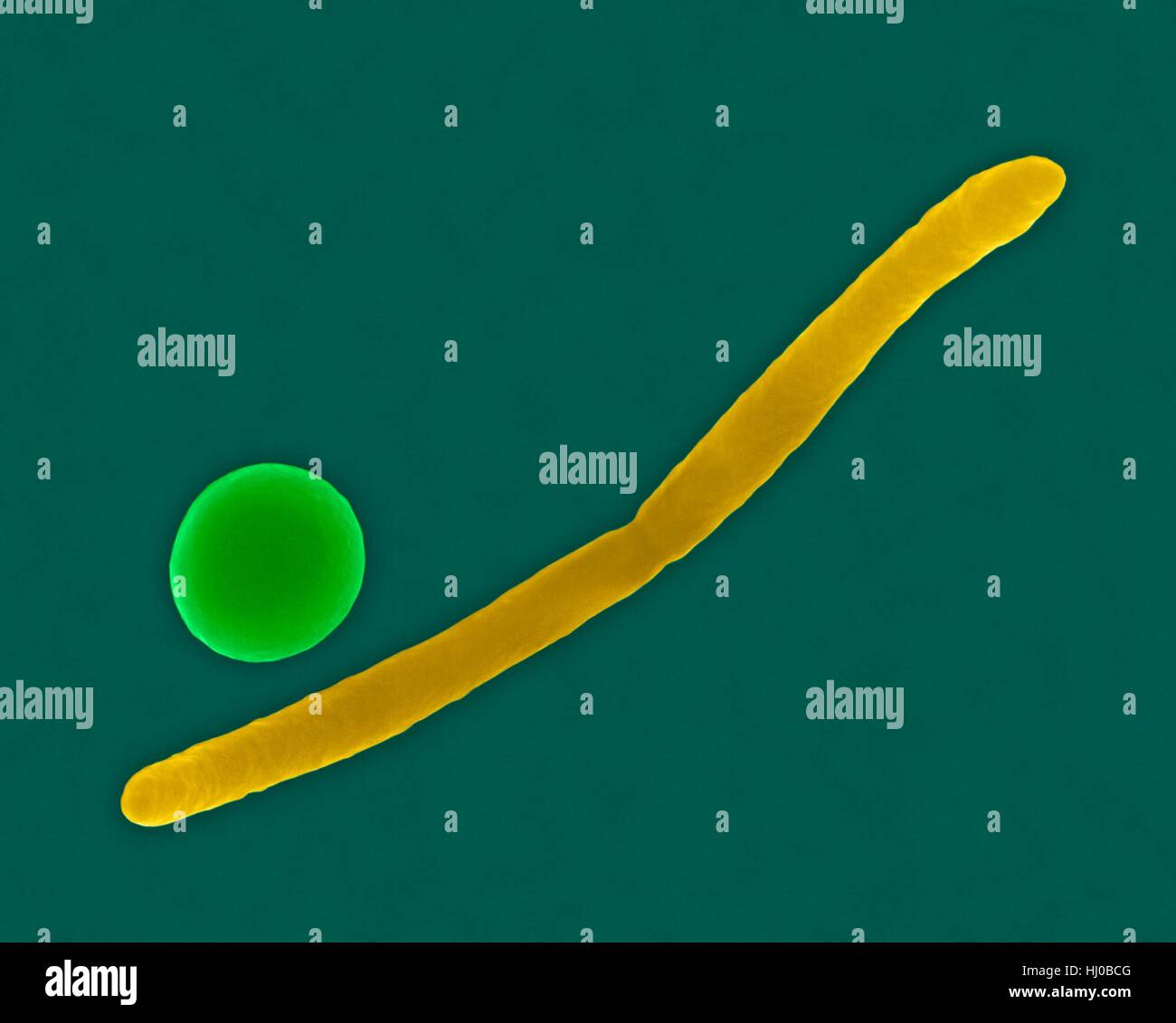Mouth bacteria sem hires stock photography and images Alamy