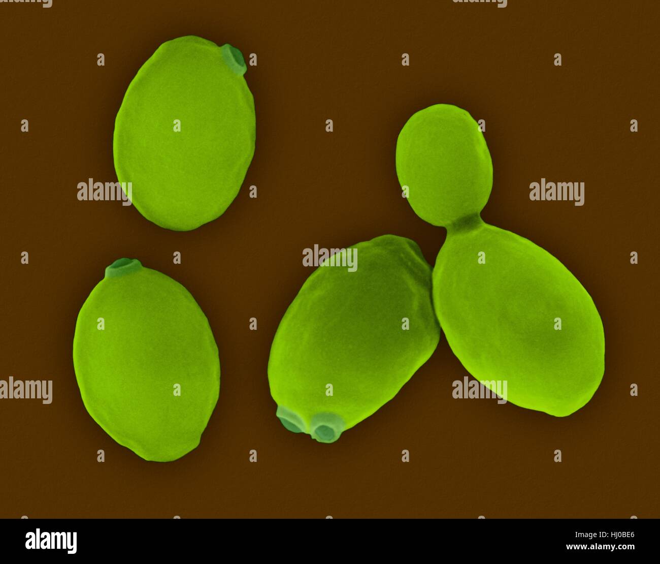 Coloured scanning electron micrograph (SEM) of brewer's yeast (Saccharomyces cerevisiae).Saccharomyces cerevisiae,also known as Baker's yeast,is species of budding yeast.It is perhaps most widely used yeast has been used since ancient times in baking brewing.It is used in beer production,bread Stock Photo