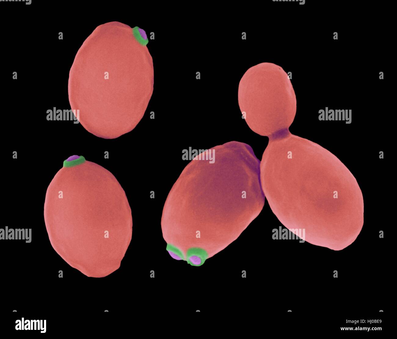 Brewers yeast sem hires stock photography and images Alamy