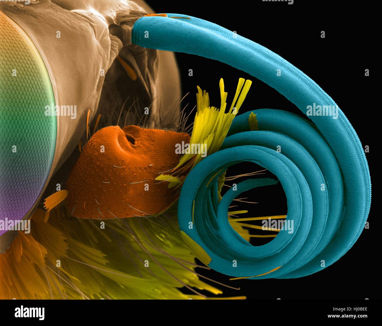 Coloured scanning electron micrograph (SEM) of Woodland skipper butterfly compound eye and proboscis (Ochlodes sylvanoides). (Ochlodes sylvanoides). Skippers exhibit some moth-like traits and some butterfly-like traits. Like moths, they have stocky, hairy bodies. Like butterflies, they have knobs at the ends of their antennae (although a recurved filament protrudes). And they hold their wings simultaneously flat as do moths (the hind wings) and folded up over the body as do butterflies (the fore-wings). Magnification: x17 when shortest axis printed at 25 millimetres. Stock Photo