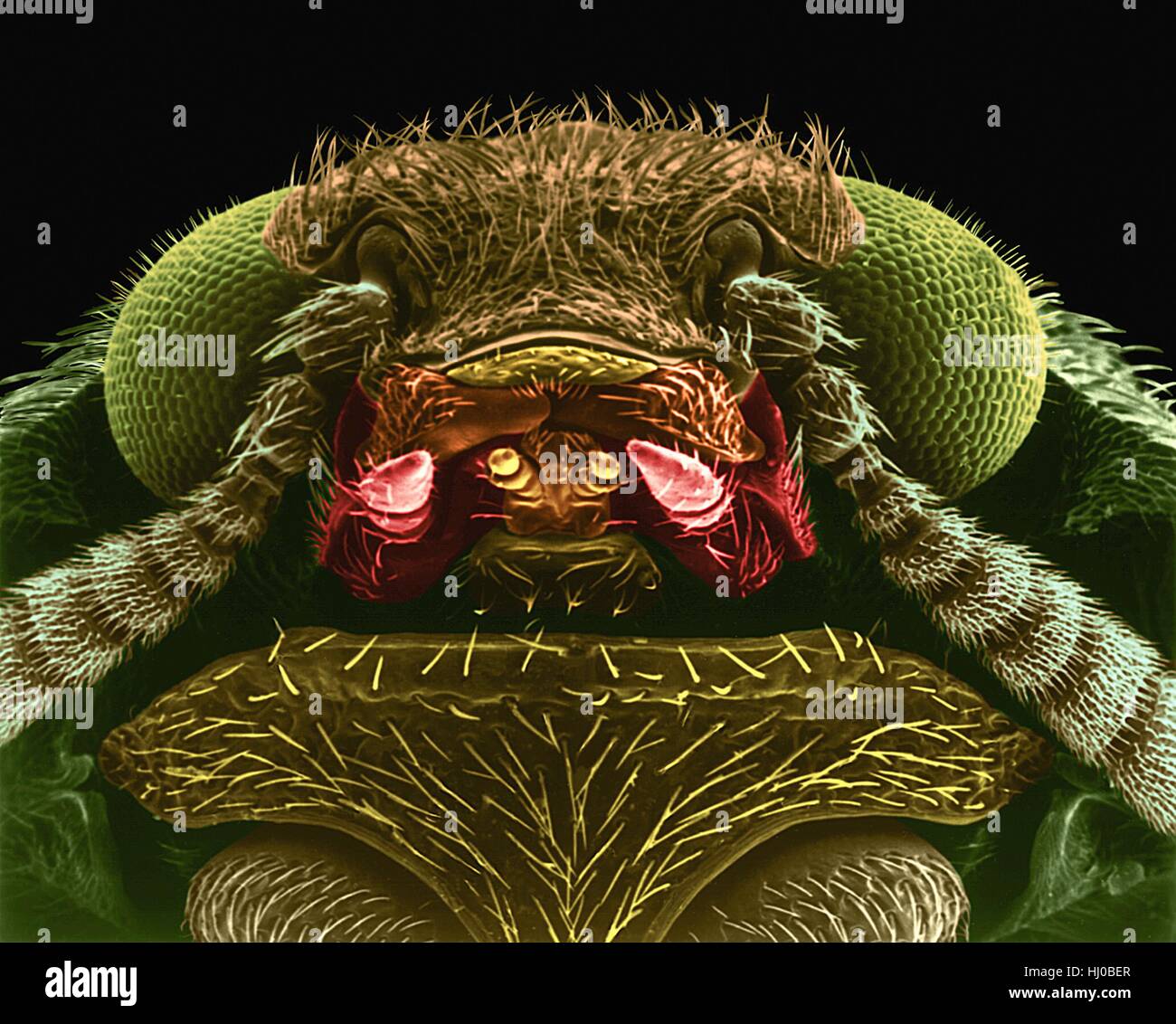 Coloured scanning electron micrograph (SEM) of head thorax of black carpet beetle (Attagenus megatoma).The larvae of carpet beetle are often referred to as woolly bears or buffalo moths.Dermestids have variety of habits most are scavengers that feed on dry animal or plant material (dead Stock Photo