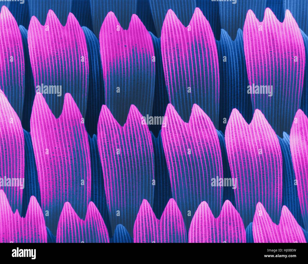 Coloured scanning electron micrograph (SEM) of Swallowtail butterfly wing scales (Papilio rutulus).The western tiger swallowtail (Papilio rutulus) is common swallowtail butterfly in family Papilionidae.It is prominent in western North America seen in urban parks,gardens,rural woodlands riparian Stock Photo