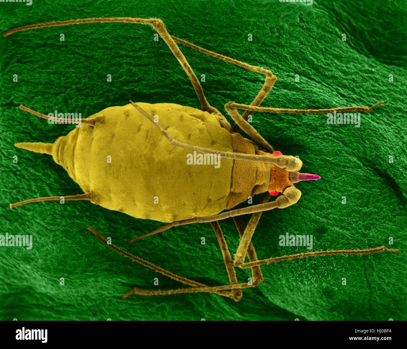 Coloured scanning electron micrograph (SEM) of Aphid mummy (Acyrthosiphon pisum) on a bean leaf. The aphid was parasitized by an aphid wasp which laid its egg inside the live aphid. The newly hatched wasp larvae used the aphid body contents for food, eventually killing the aphid. This insect transmits alfalfa mosaic virus (rhabdovirus) and pea enation mosaic (isometric) virus. Magnification: x5 when shortest axis printed at 25 millimetres. Stock Photo