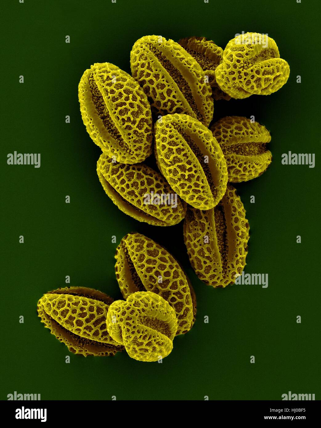 Weeping willow pollen (Salix babylonica), coloured scanning electron micrograph (SEM). The willow (and poplar) family, Saliaceae, is characterized by having their flowers in catkins, the staminate (male) blossoms are on distinct trees from the pistillate (female) trees. Insect pollination occurs during the months of May through August. The weeping willow belongs to the group known as crack willows, from the brittleness of their twigs at the joints. Magnification: x260 when shortest axis printed at 25 millimetres. Stock Photo