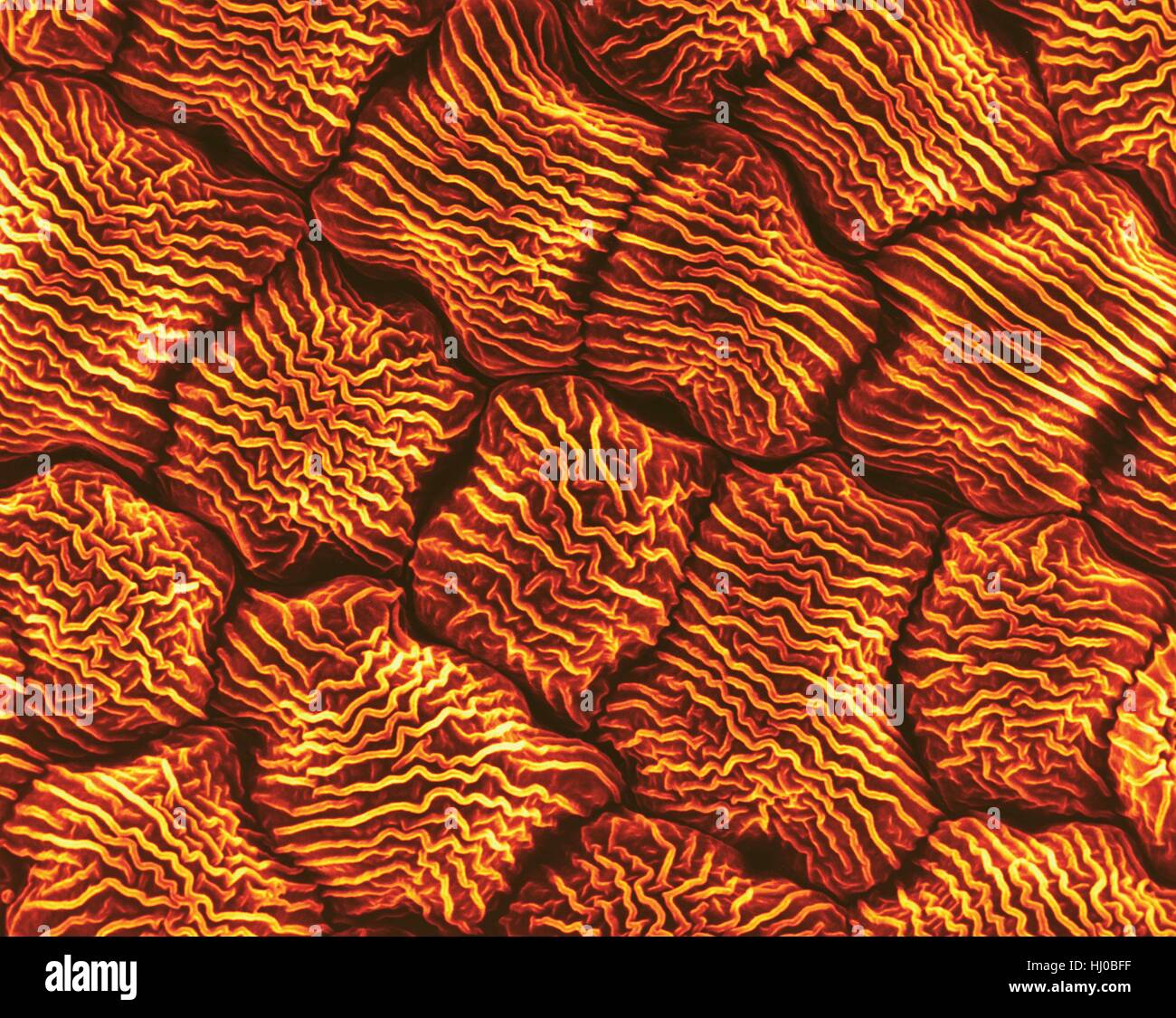 Wild mustard flower petal surface (Brassica kaber),coloured scanning electron micrograph (SEM).Individual cells show an elaborate surface texture.Wild mustard pollen (Brassica kaber) is herbaceous flowering plant (also known as charlock or field mustard) in family Brassicaceae.Other names for this Stock Photo