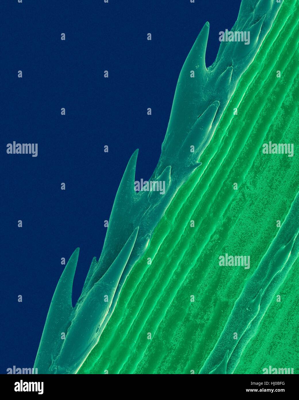 A blade of grass with serrated edge (Paspalum sp),coloured scanning electron micrograph (SEM).Plants evolve specialized physical chemical characteristics in natural defence against stresses in their environments.The sharp saw-toothed edge of blade of grass protects against herbivores.Paspalum is Stock Photo