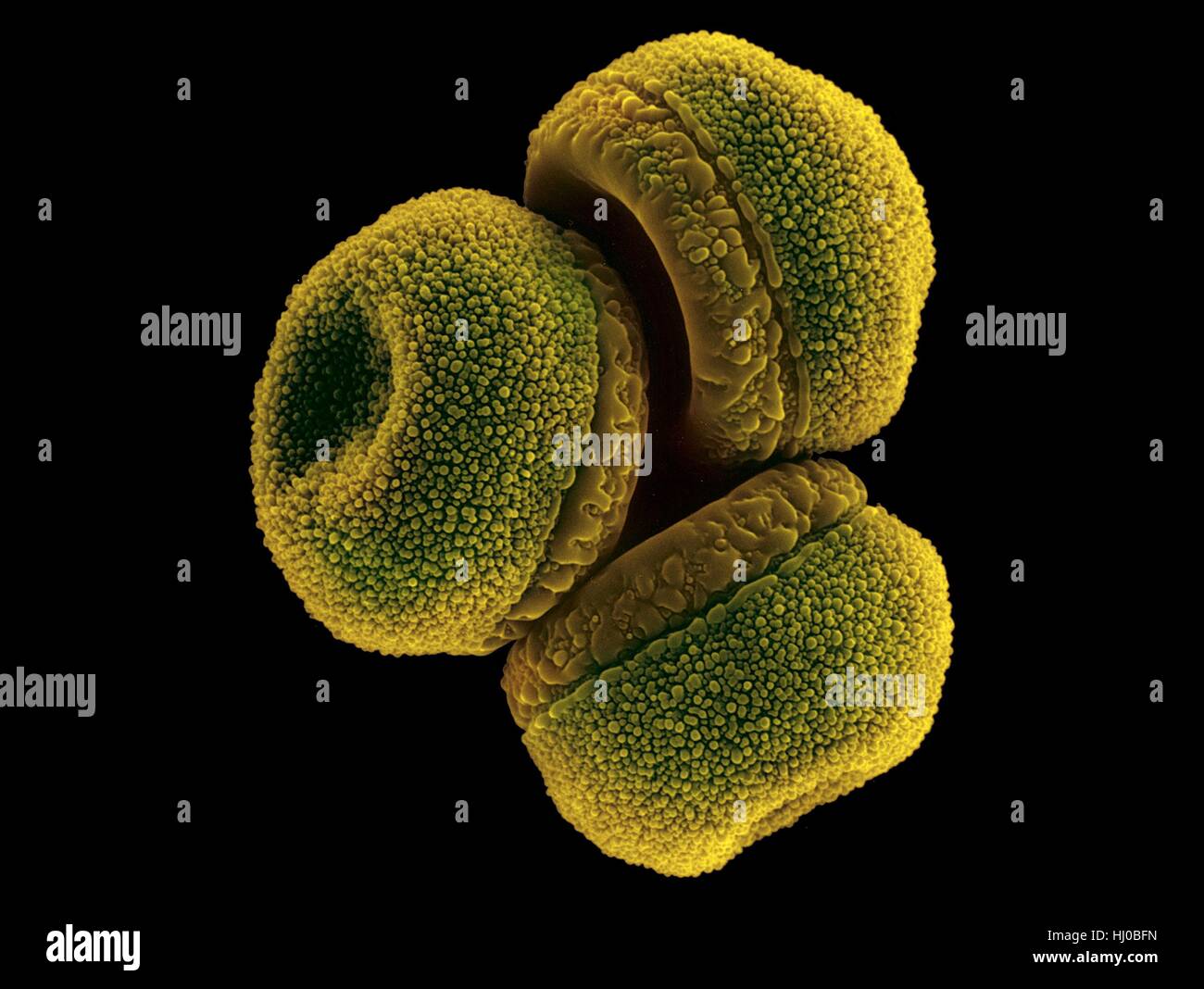 Waterlily pollen (Nymphaea mexicana),coloured scanning electron micrograph (SEM).Nymphaea mexicana is species of aquatic plant in family Nymphaeaceae.It is native to Southern United States Mexico.Common names include: yellow waterlily,Mexican waterlily banana waterlily.Nymphaea mexicana is best Stock Photo