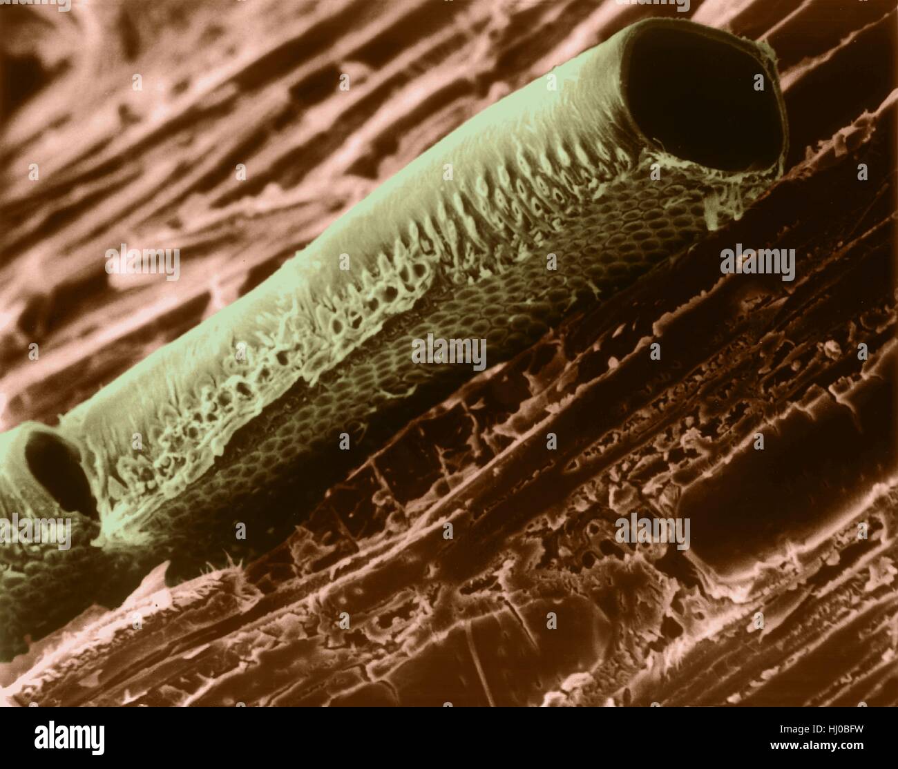 Conductive vessel element in mountain mahogany wood (Cercocarpus sp),coloured scanning electron micrograph (SEM).Note bordered pits in cellulose wall.A conductive vessel element is elongated,water-conducting cell in xylem,one of two kinds of tracheary elements.The cells die when mature,leaving only Stock Photo
