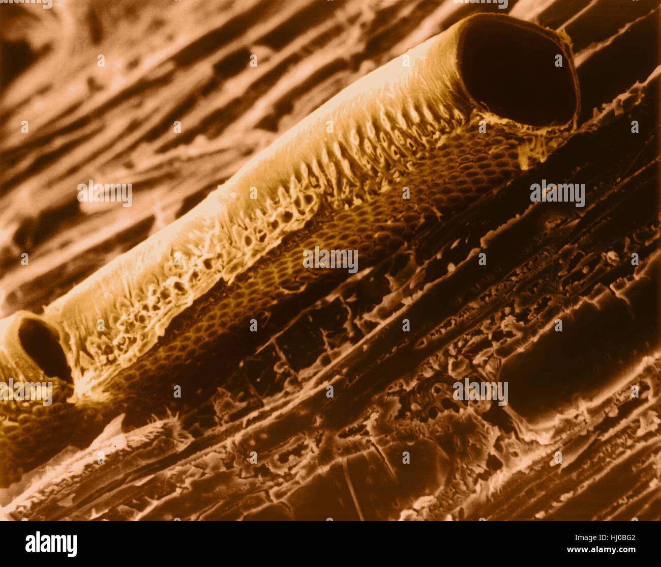 Conductive vessel element in mountain mahogany wood (Cercocarpus sp),coloured scanning electron micrograph (SEM).Note bordered pits in cellulose wall.A conductive vessel element is elongated,water-conducting cell in xylem,one of two kinds of tracheary elements.The cells die when mature,leaving only Stock Photo