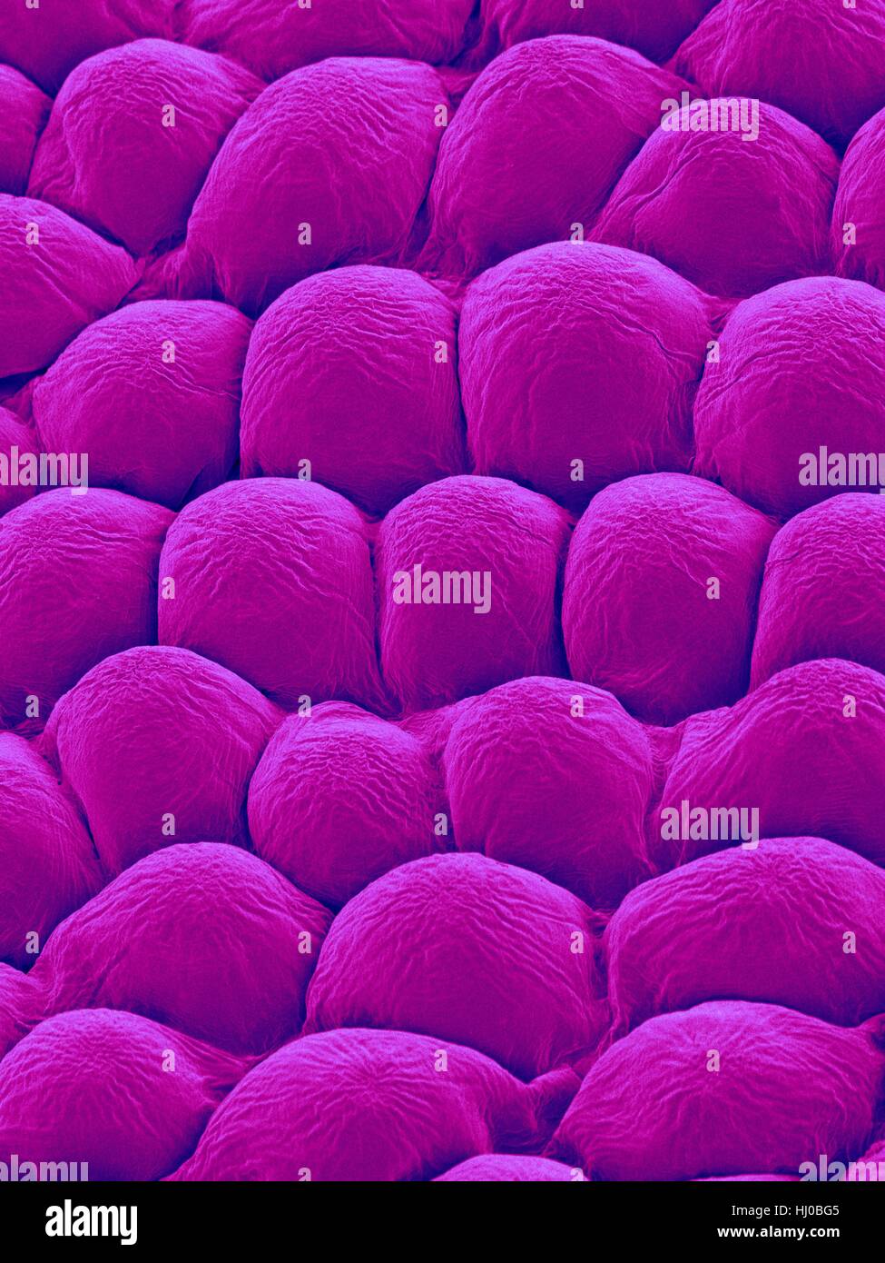 Papillae on upper surface of rose flower petal (Rosa sp),coloured scanning electron micrograph (SEM).Papillae are projections from epidermal cells in rose they are conical in shape.The papillae surface is often covered in thin layer of wax to reduce water evaporation in flower.Rose flower petals Stock Photo