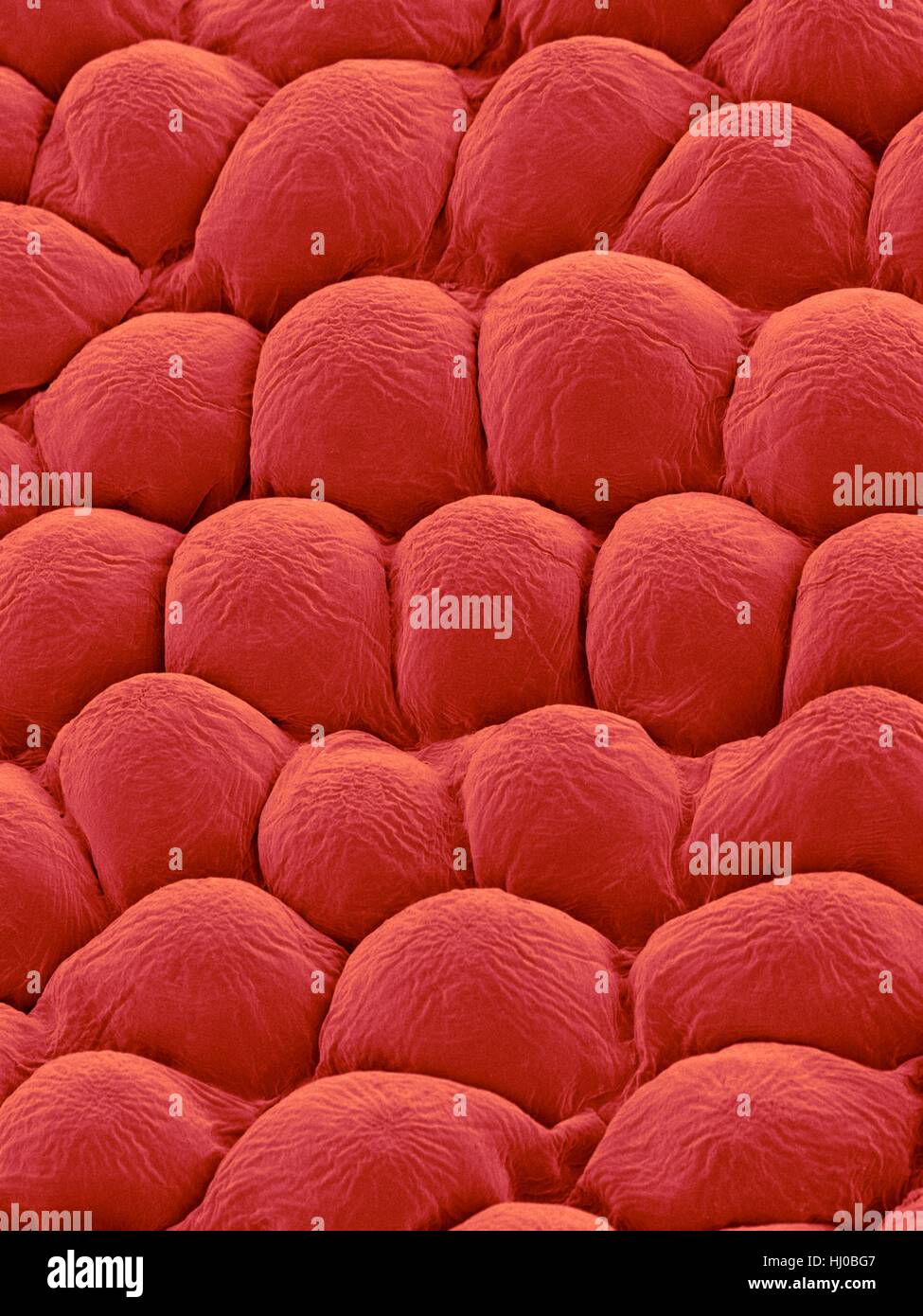 Rose Petal Upper Surface, SEM - Stock Image - F017/4073 - Science Photo  Library