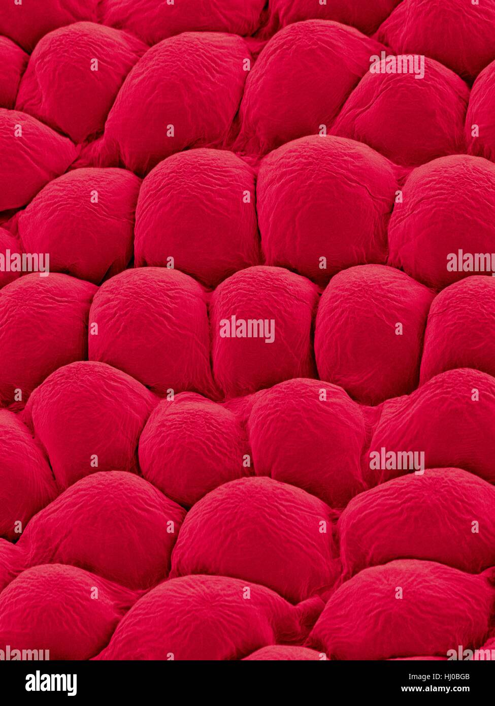 Papillae on upper surface of rose flower petal (Rosa sp),coloured scanning electron micrograph (SEM).Papillae are projections from epidermal cells in rose they are conical in shape.The papillae surface is often covered in thin layer of wax to reduce water evaporation in flower.Rose flower petals Stock Photo