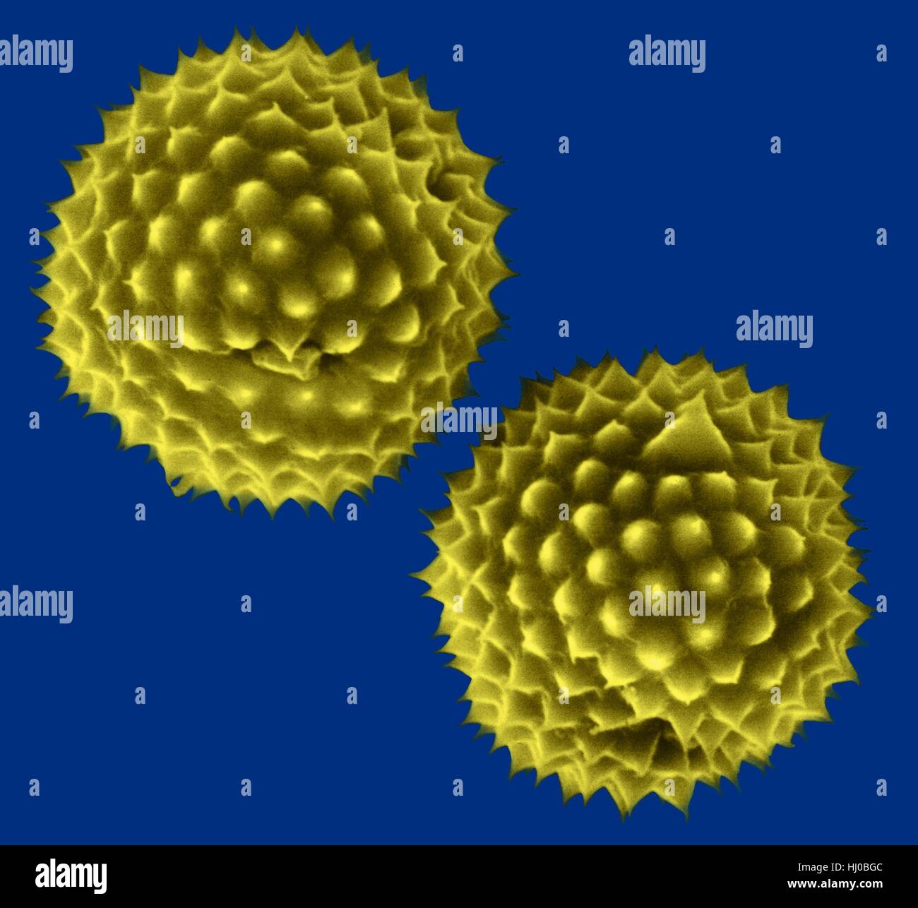 Ragweed pollen,Ambrosia psilostachya,coloured scanning electron micrograph (SEM).This pollen is allergen.Ragweed is main cause of weed allergies.Ragweed pollen is notorious for causing allergic reactions in humans,specifically allergic rhinitis.Up to half of all cases of pollen-related allergic Stock Photo