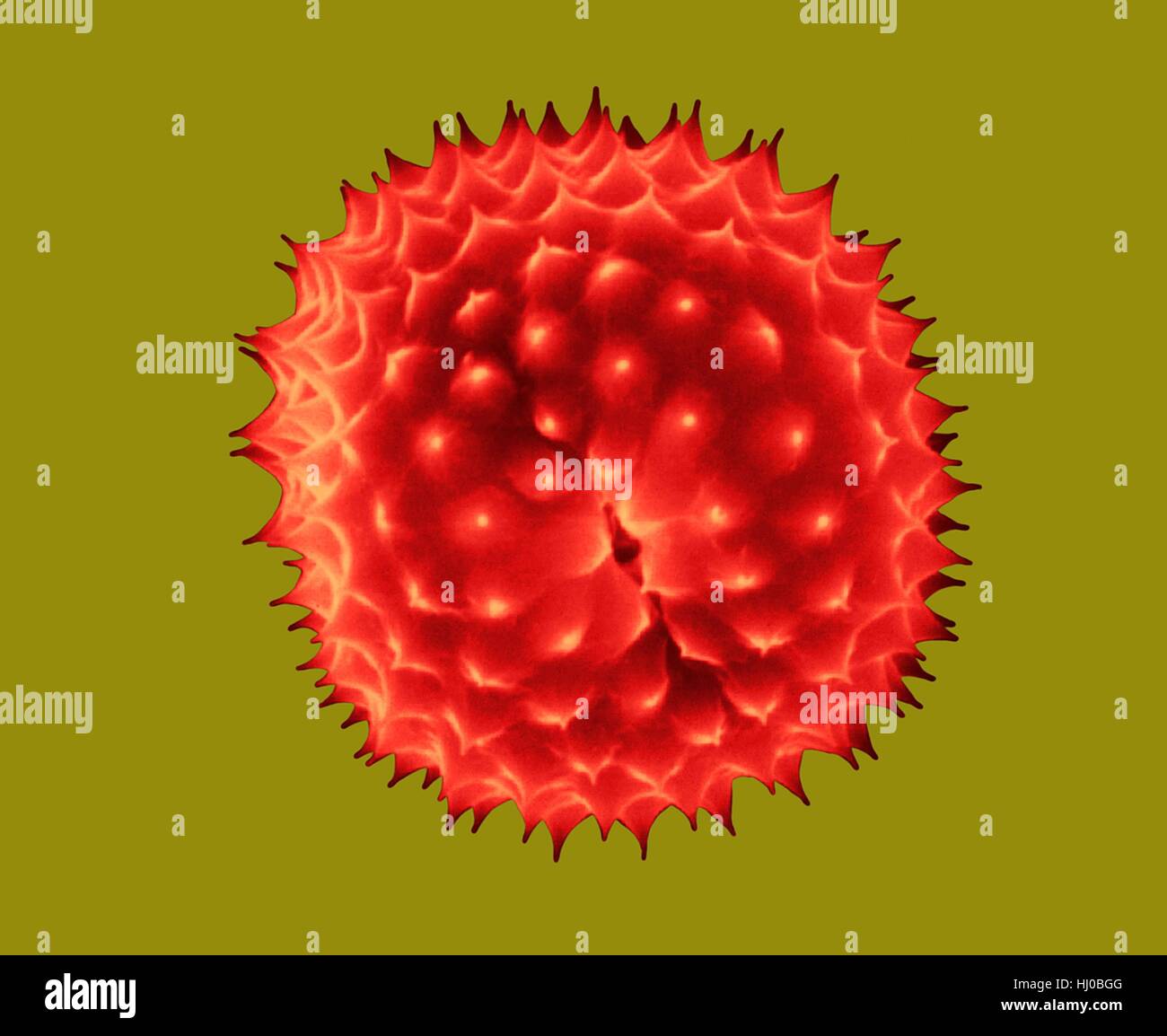 Ragweed pollen,Ambrosia psilostachya,coloured scanning electron micrograph (SEM).This pollen is allergen.Ragweed is main cause of weed allergies.Ragweed pollen is notorious for causing allergic reactions in humans,specifically allergic rhinitis.Up to half of all cases of pollen-related allergic Stock Photo