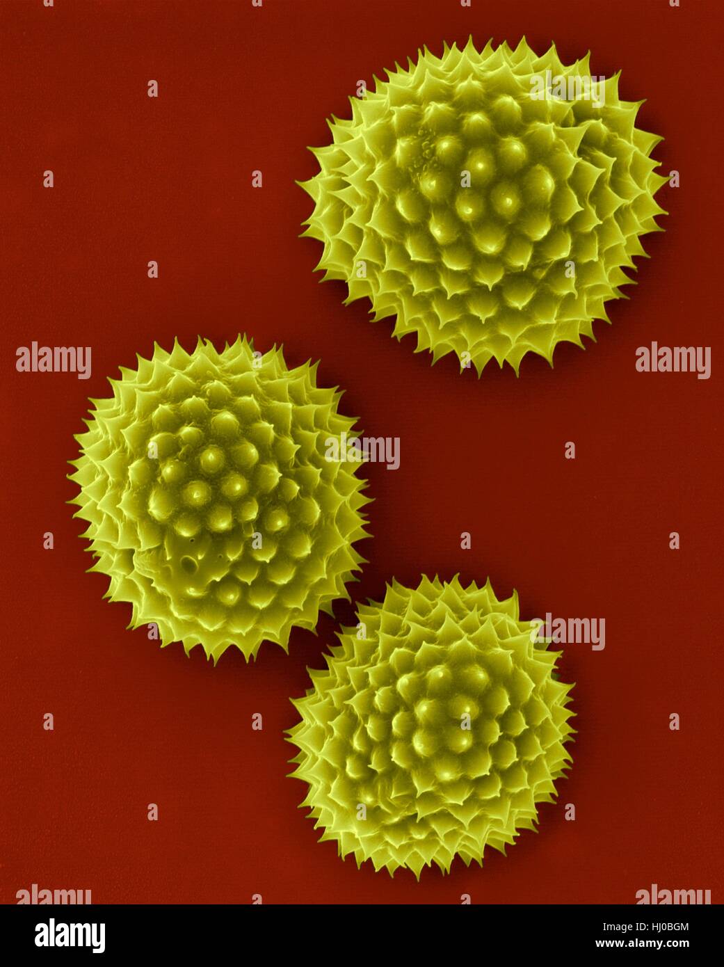 Ragweed pollen (Ambrosia psilostachya),coloured scanning electron micrograph (SEM).This pollen is allergen.Ragweed is main cause of weed allergies.Ragweed pollen is notorious for causing allergic reactions in humans,specifically allergic rhinitis.Up to half of all cases of pollen-related allergic Stock Photo