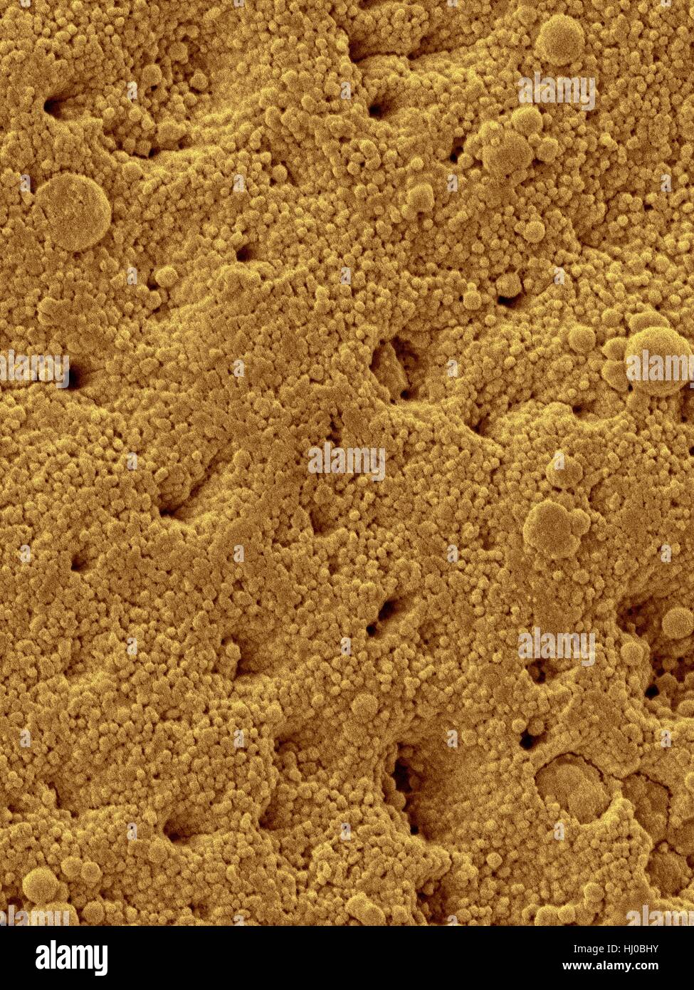 Coloured scanning electron micrograph (SEM) Chicken eggshell surface (Gallus gallus domesticus).Shown here are surface mineral crystals that form many tiny pores in bird eggshell.Eggshells are outer covering of hard-shelled eggs of other eggs soft outer coats.Eggshell structure varies widely among Stock Photo