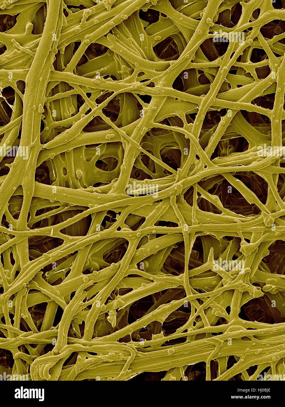 Coloured scanning electron micrograph (SEM) Chicken eggshell inner membrane (Gallus gallus domesticus).Shown here is eggshell inner membrane that is composed of protein fibres (internal attached to hard eggshell).Several membranes are found around embryo of bird egg.The inner eggshell membrane Stock Photo