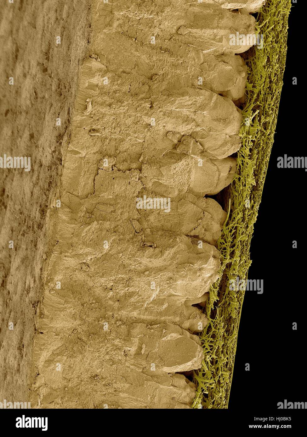 Coloured scanning electron micrograph (SEM) Chicken eggshell cross section (Gallus gallus domesticus).Shown from left to right in image.hard mineralized eggshell inner fibrous membrane.The hard mineralized eggshell contains calcium carbonate (CaCO3) mineral crystals that form many tiny pores in Stock Photo