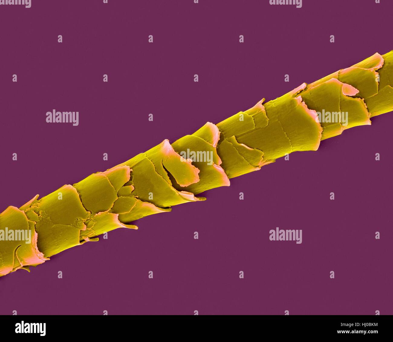 What Is Dog Hair Called